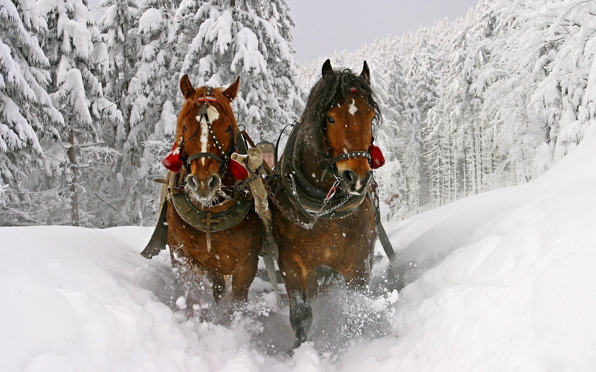 campane carrello inverno campane cavalli neve ungulati velocità movimento pagorbs foresta abete rosso montagna