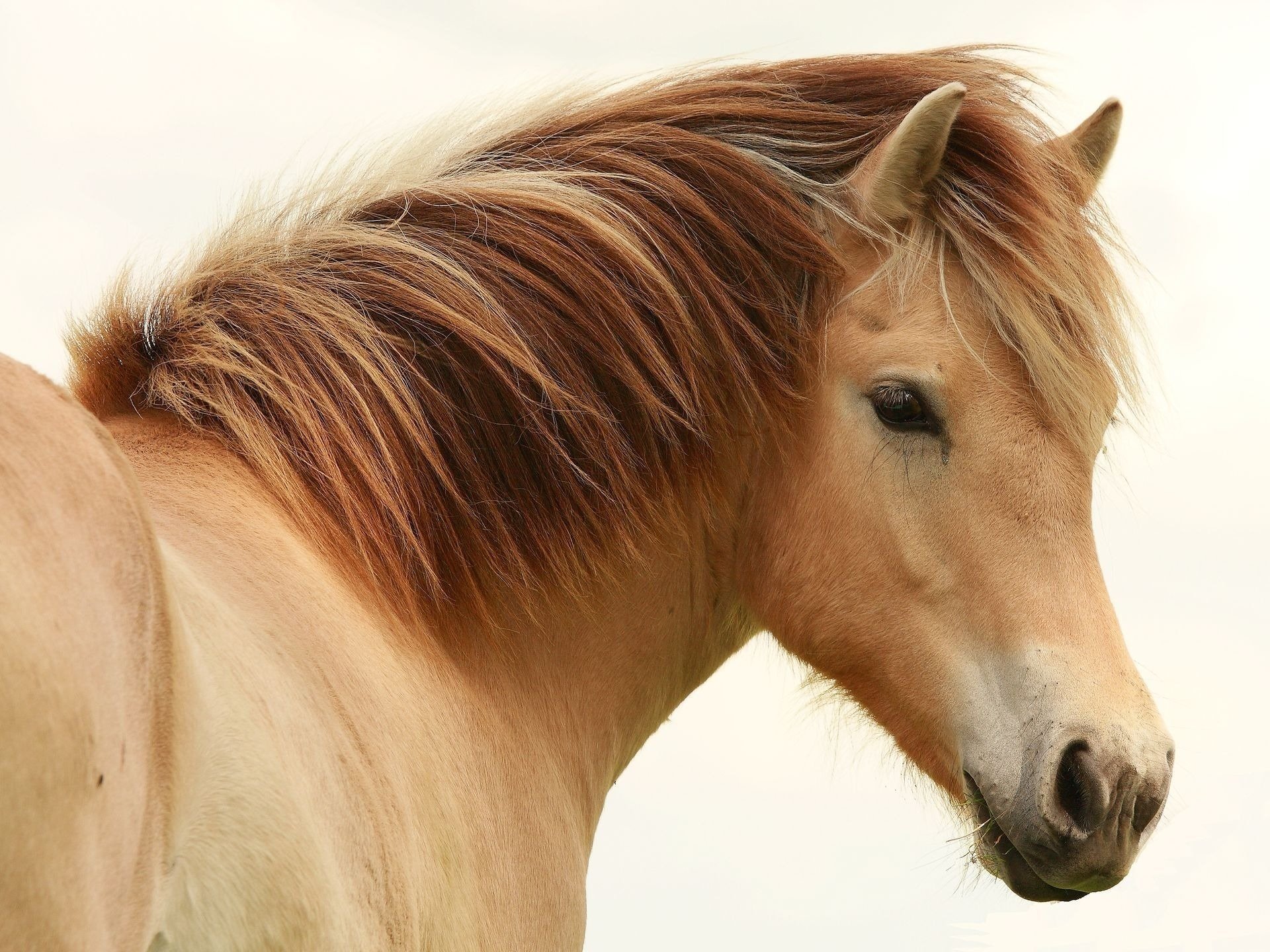 horse breed mane beige ungulates white background look