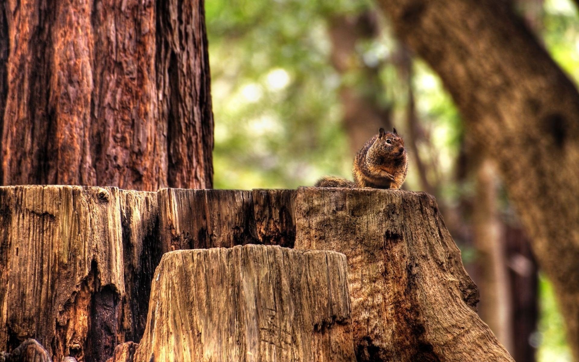 penyok squirrel forest animal