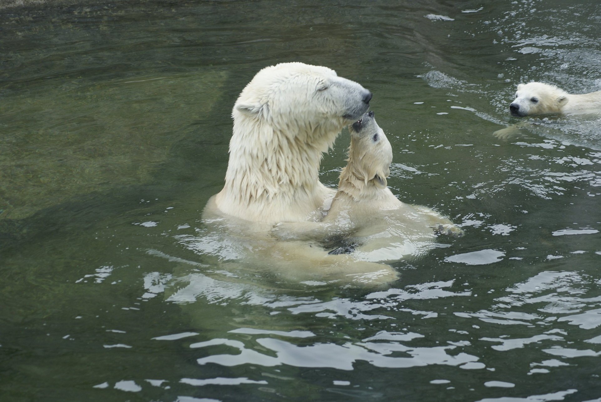 bären wasser zärtlichkeit raubtiere klumpig