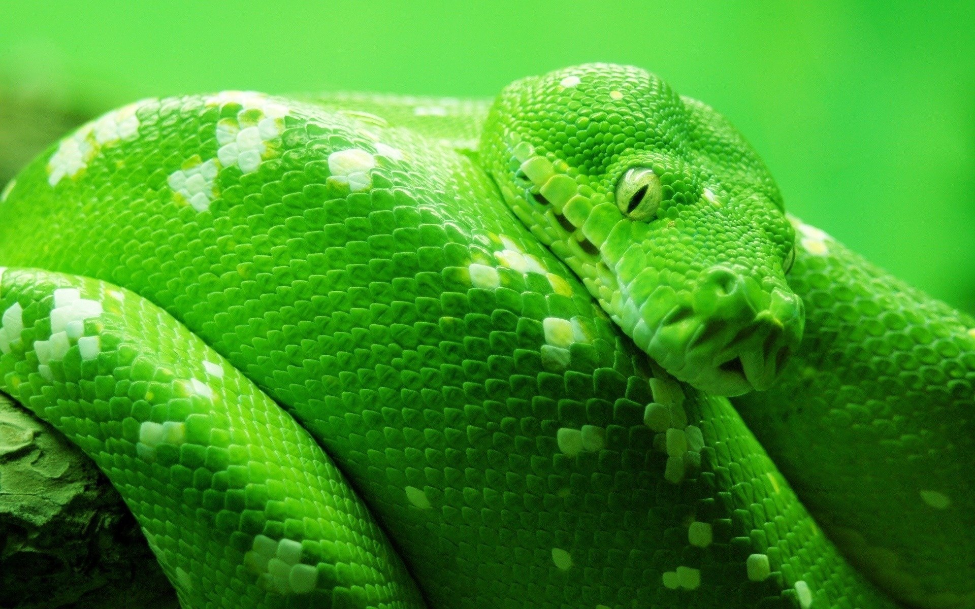 serpent vert yeux écailles plasma vue boa