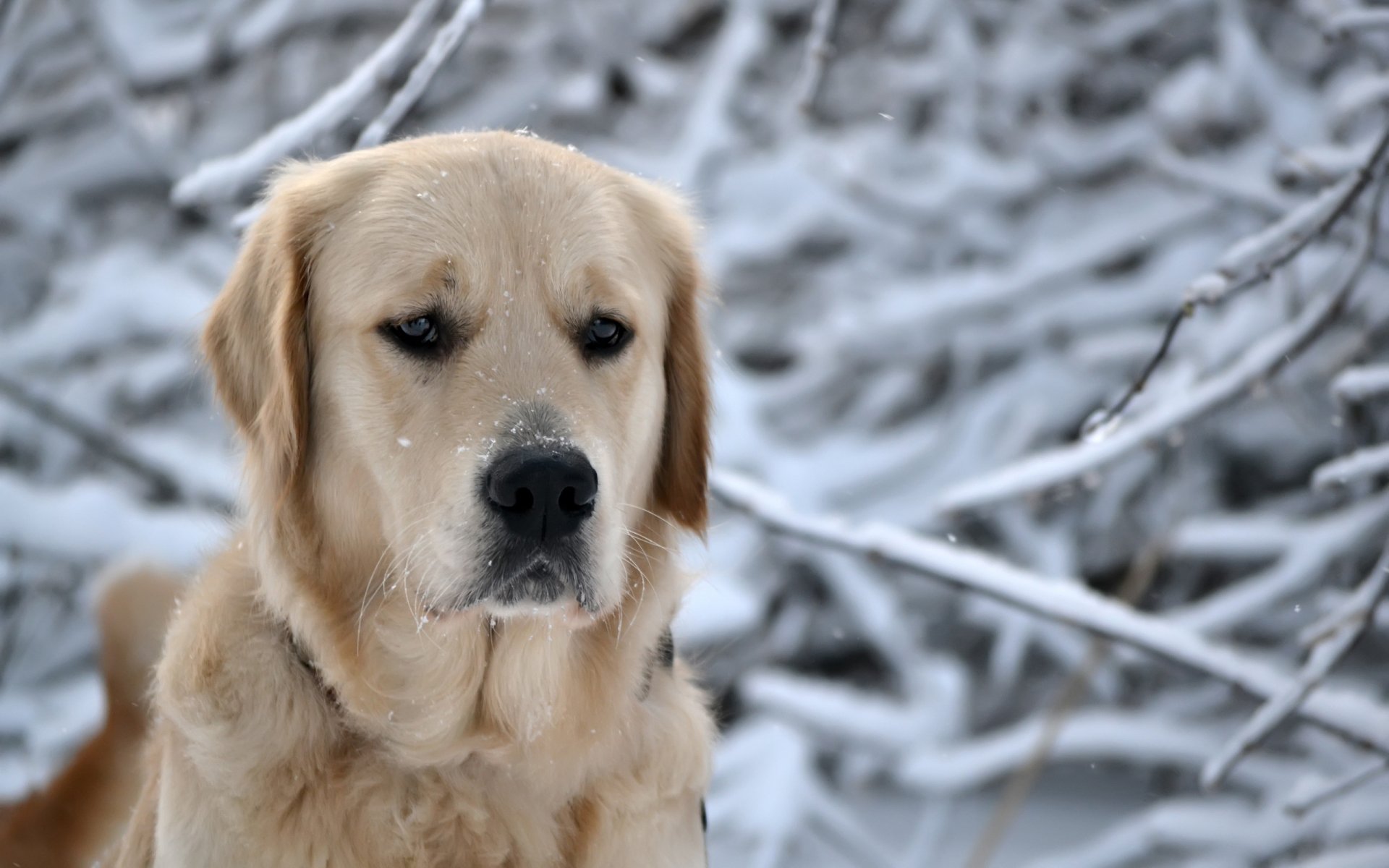 inverno natura foresta neve cane cane testa fiocchi di neve muso razza retriever naso occhi vista