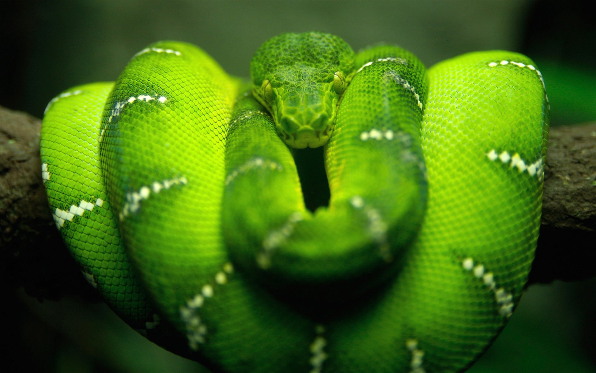 green skin on the branch snake platoni look