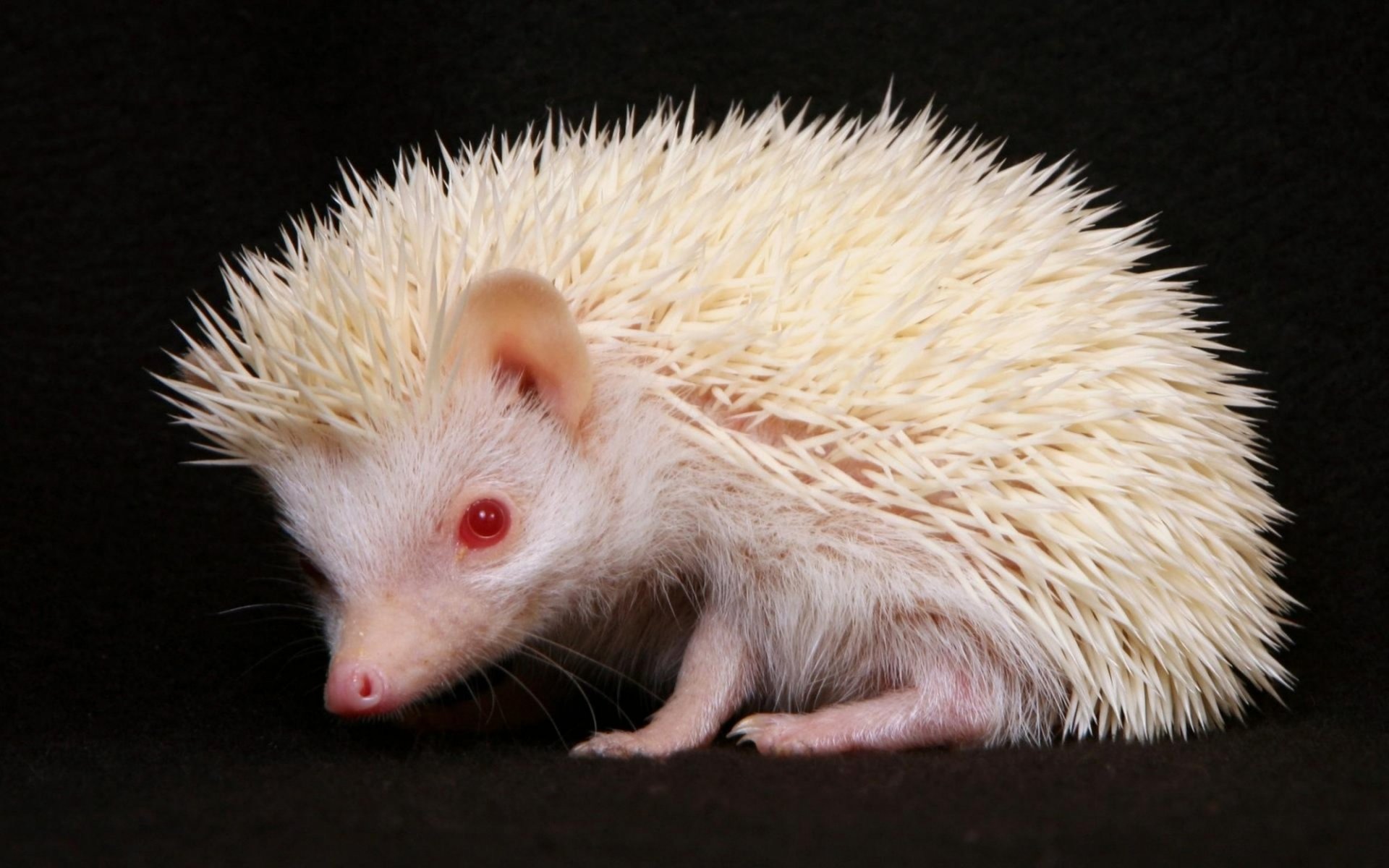 weiße nadeln igel rote augen blick