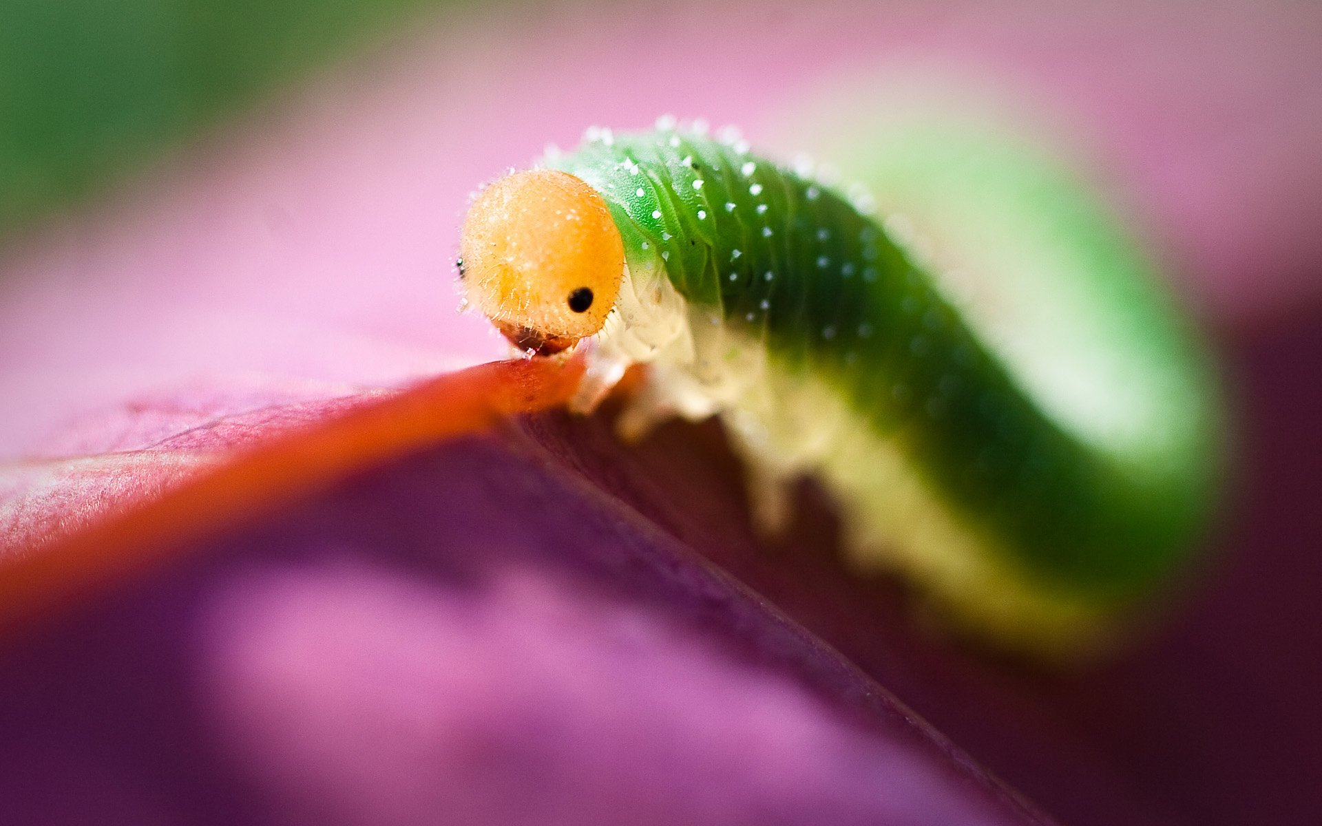 cabeza amarilla cuerpo verde larva falsa semilla sierra oruga pétalo macro fondo púrpura