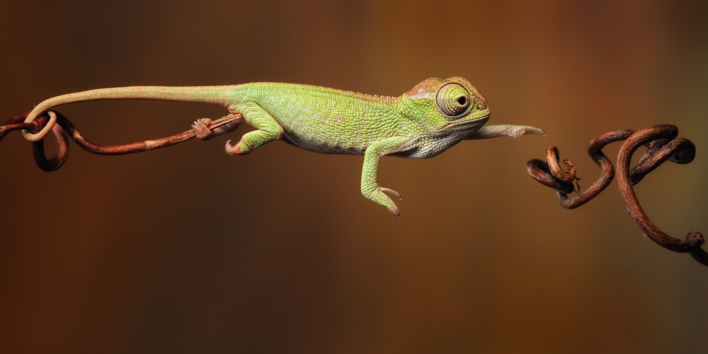 creazione verde mig camaleonte salto ramoscello velocità foto