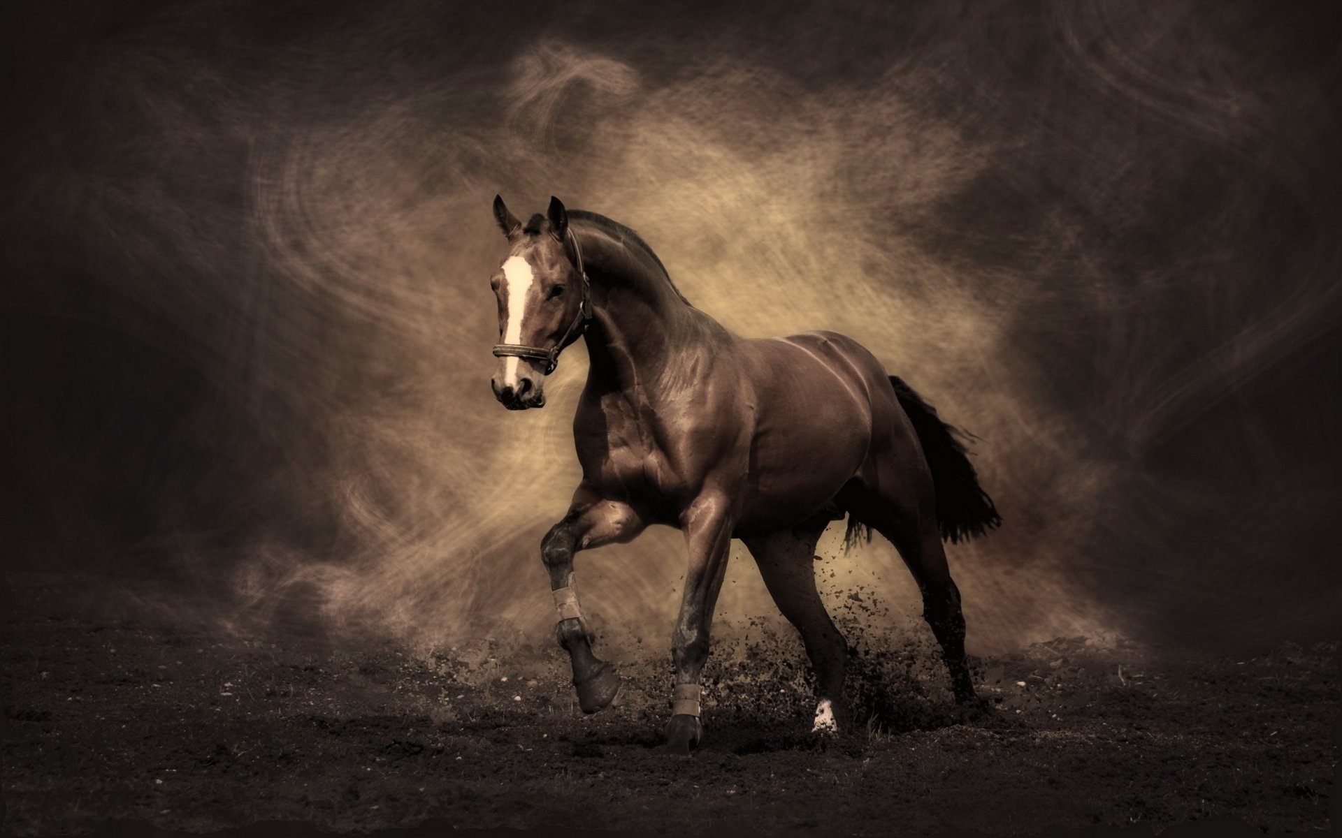 horse horse stallion grayness ungulate