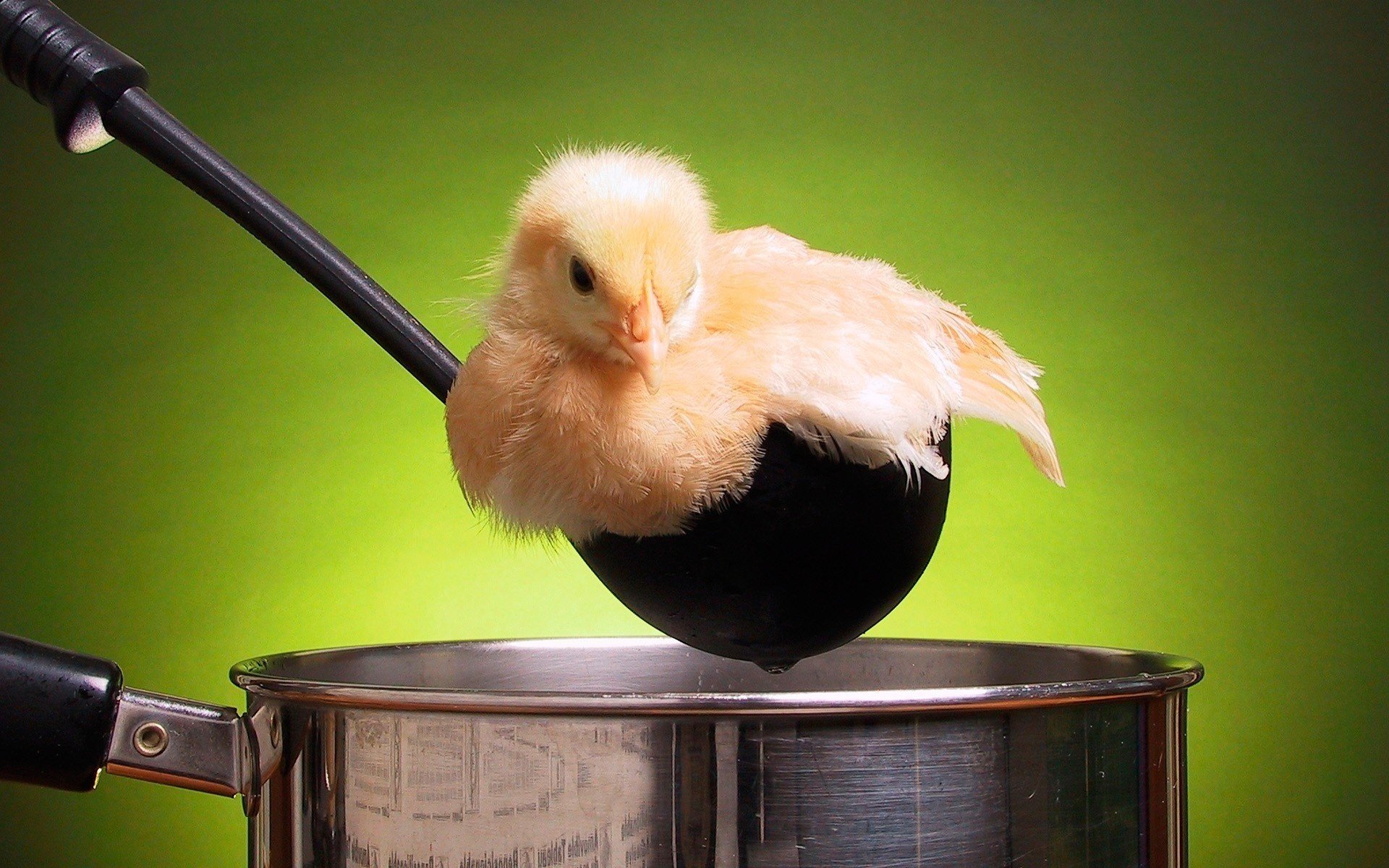 jaune poulet louche casserole oiseaux vue à plumes