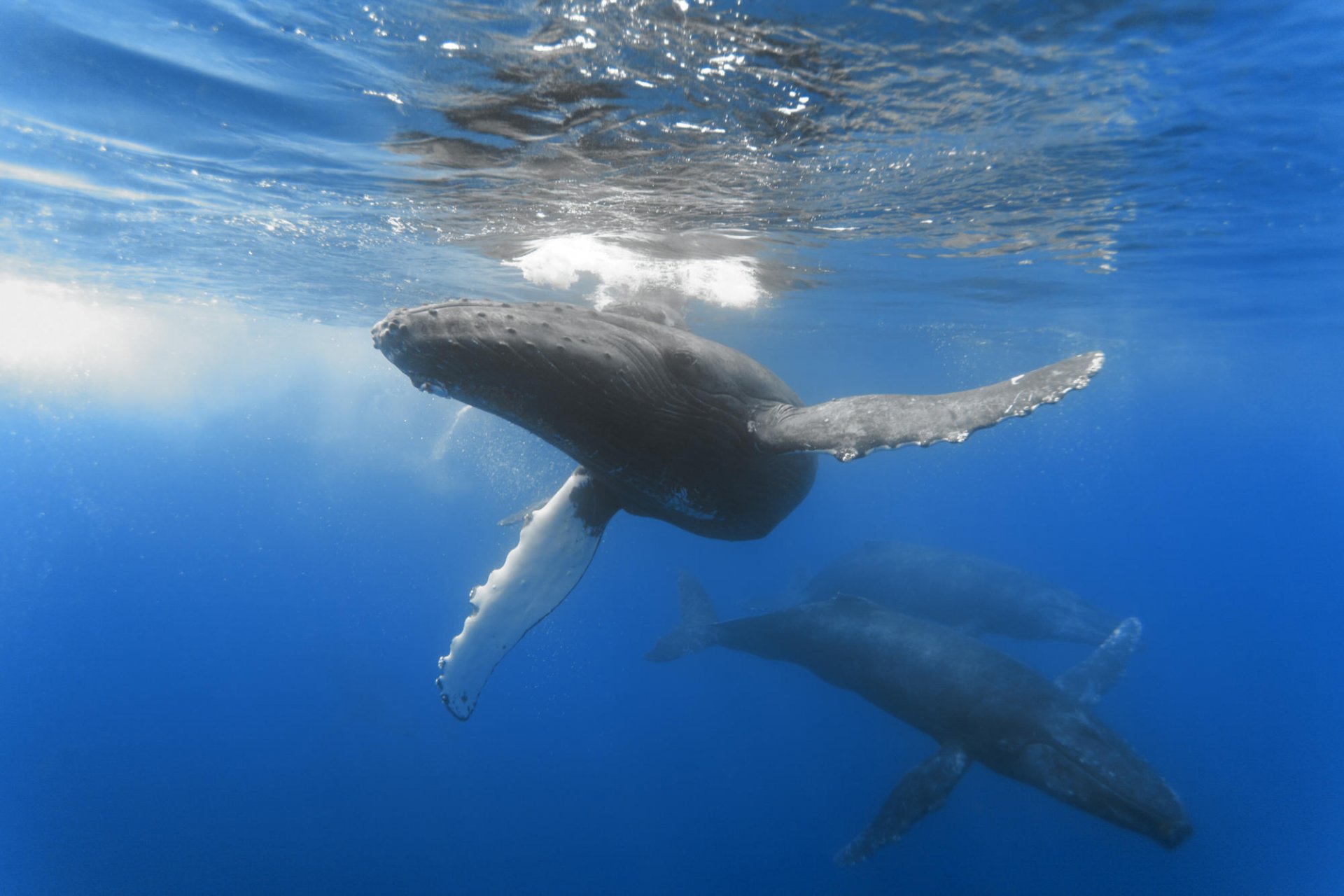 animales grandes océano mundo submarino ballenas aves acuáticas