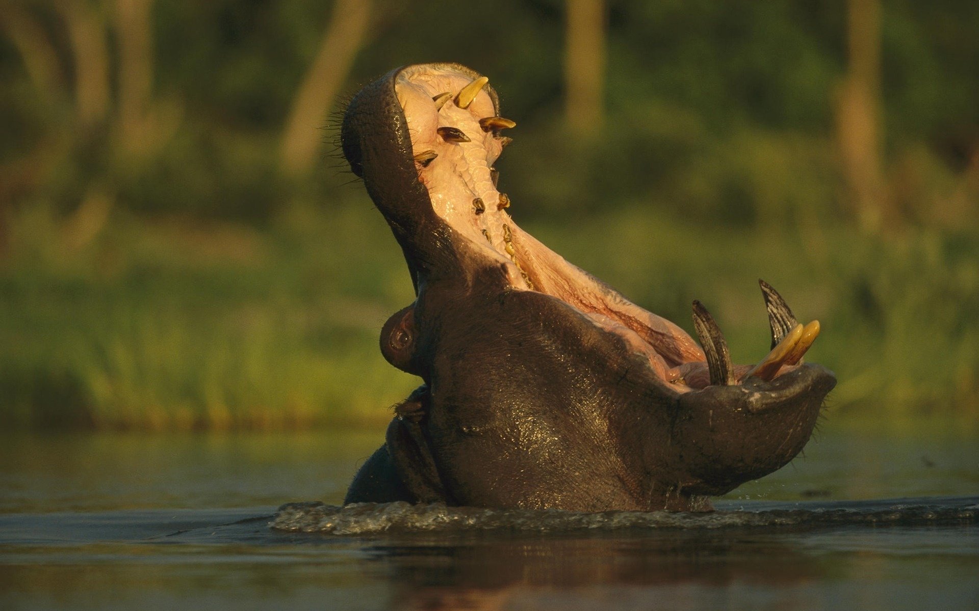 hippopotamus gaping mouth river teeth hippopotamus mouth nature forest beast water