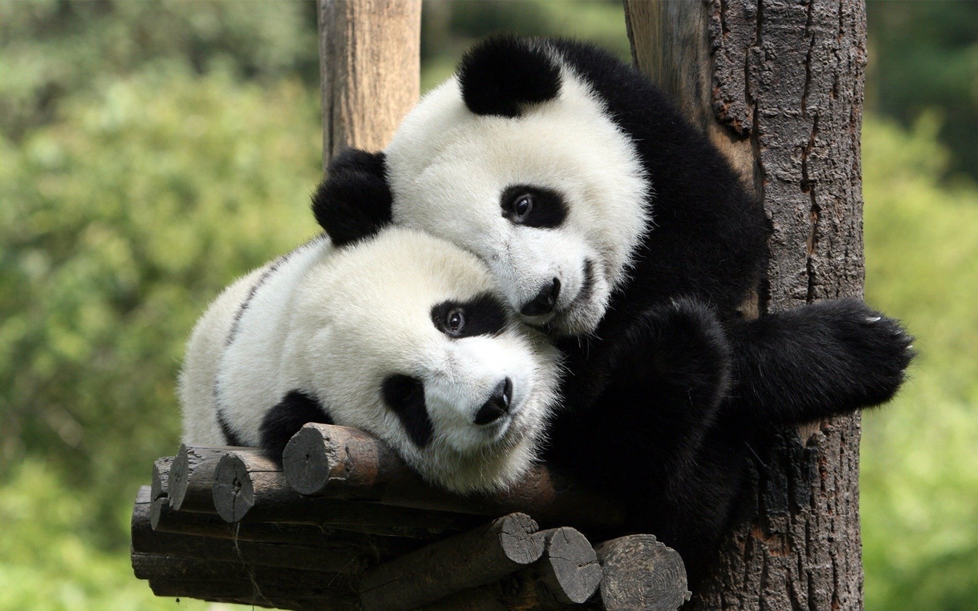 black and white fur coats pandas bears friendship look eyes bear panda