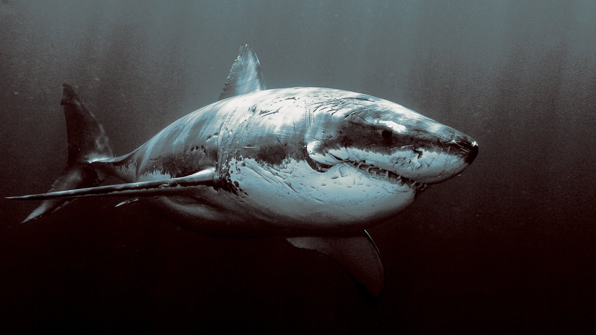 distese oceaniche squalo arrabbiato squalo vecchio cicatrici predatori acqua rabbia uccelli acquatici