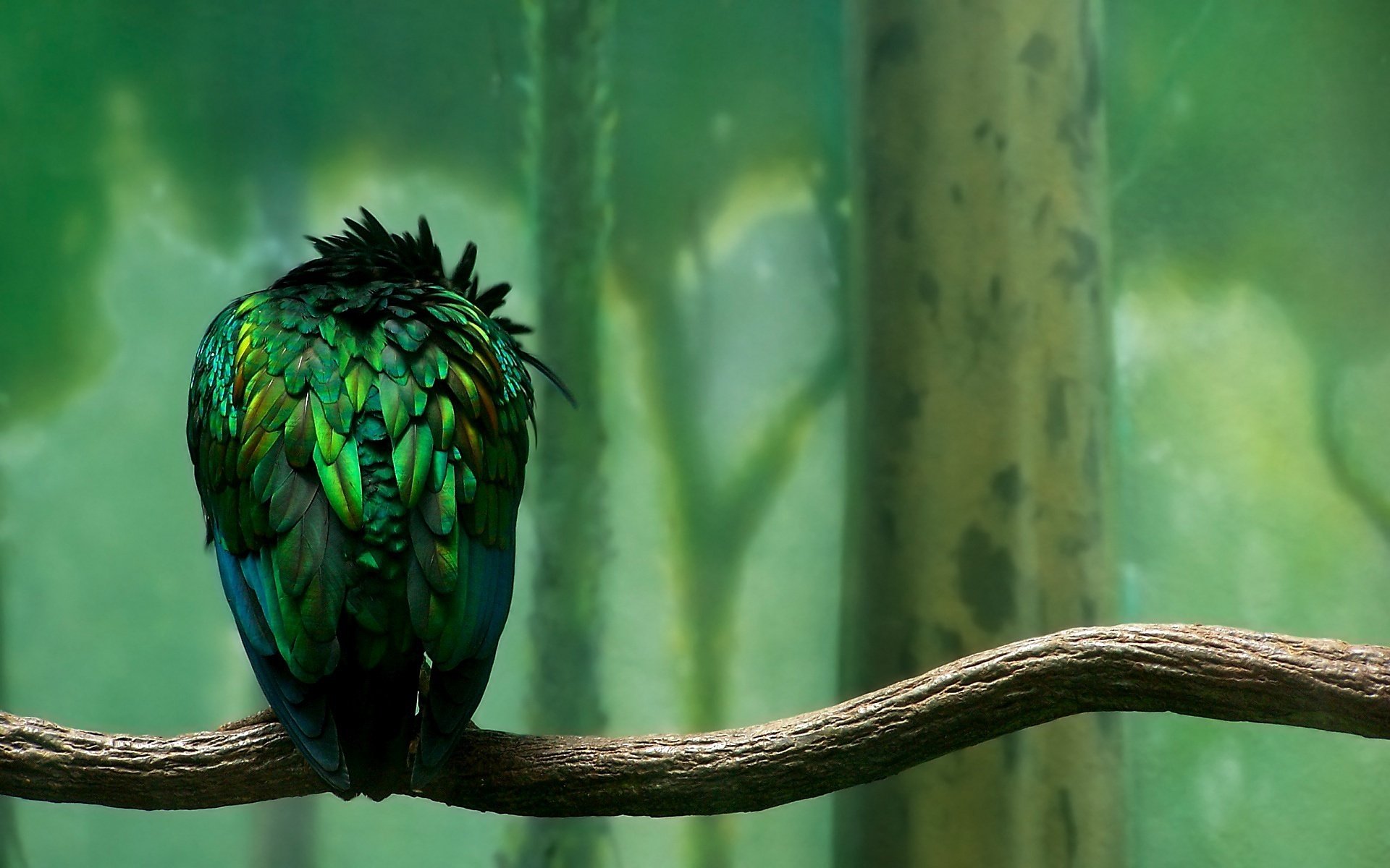 green branch bird bright feathers bird