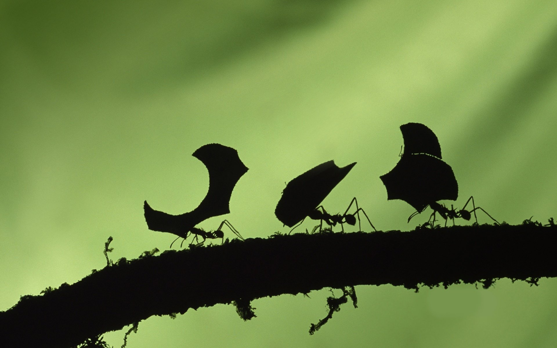 kleine kreaturen schatten zweig ameisen grüner hintergrund arbeit bewegung erde