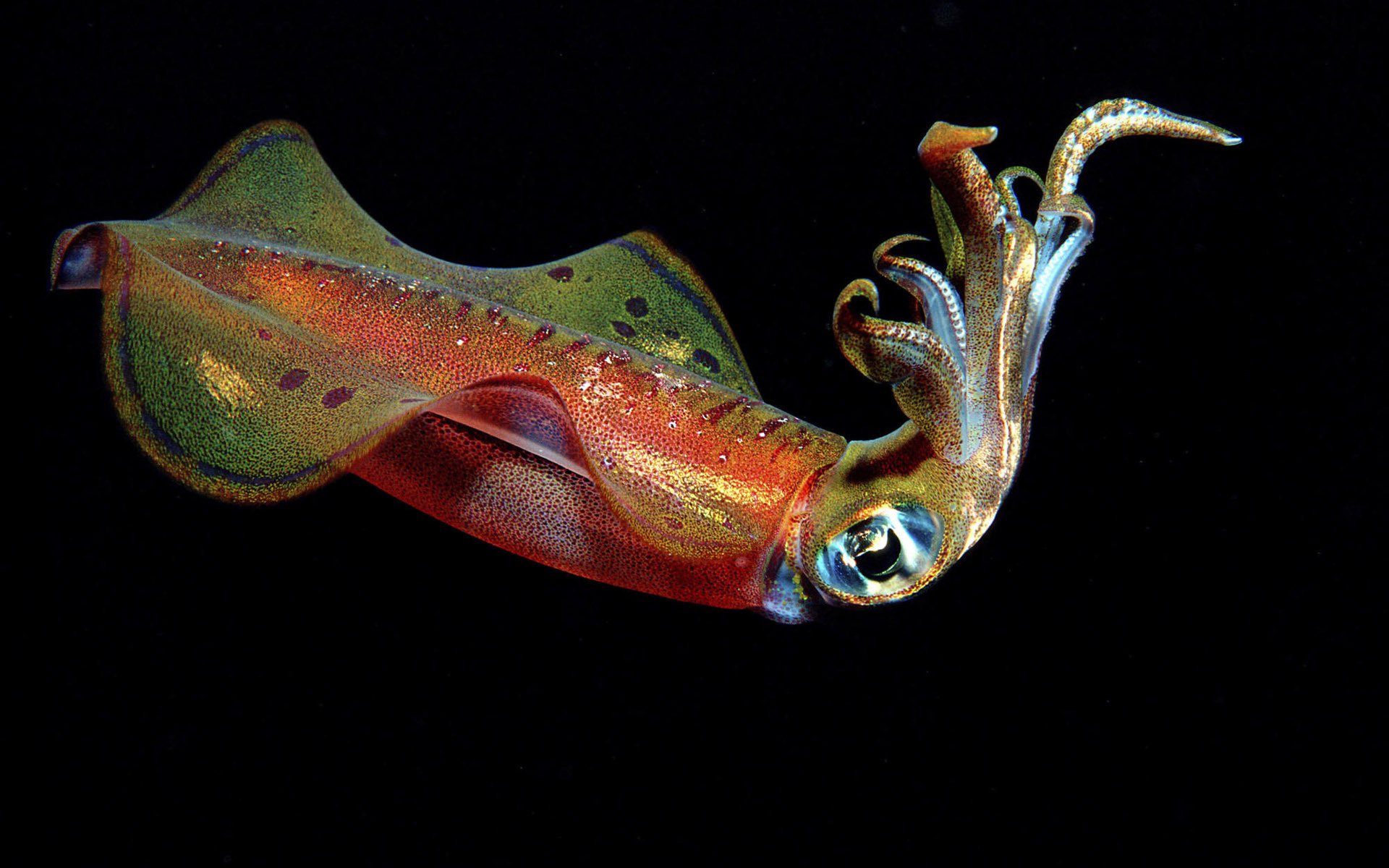 calamar fondo negro colores aves acuáticas tentáculos agua foto mundo submarino