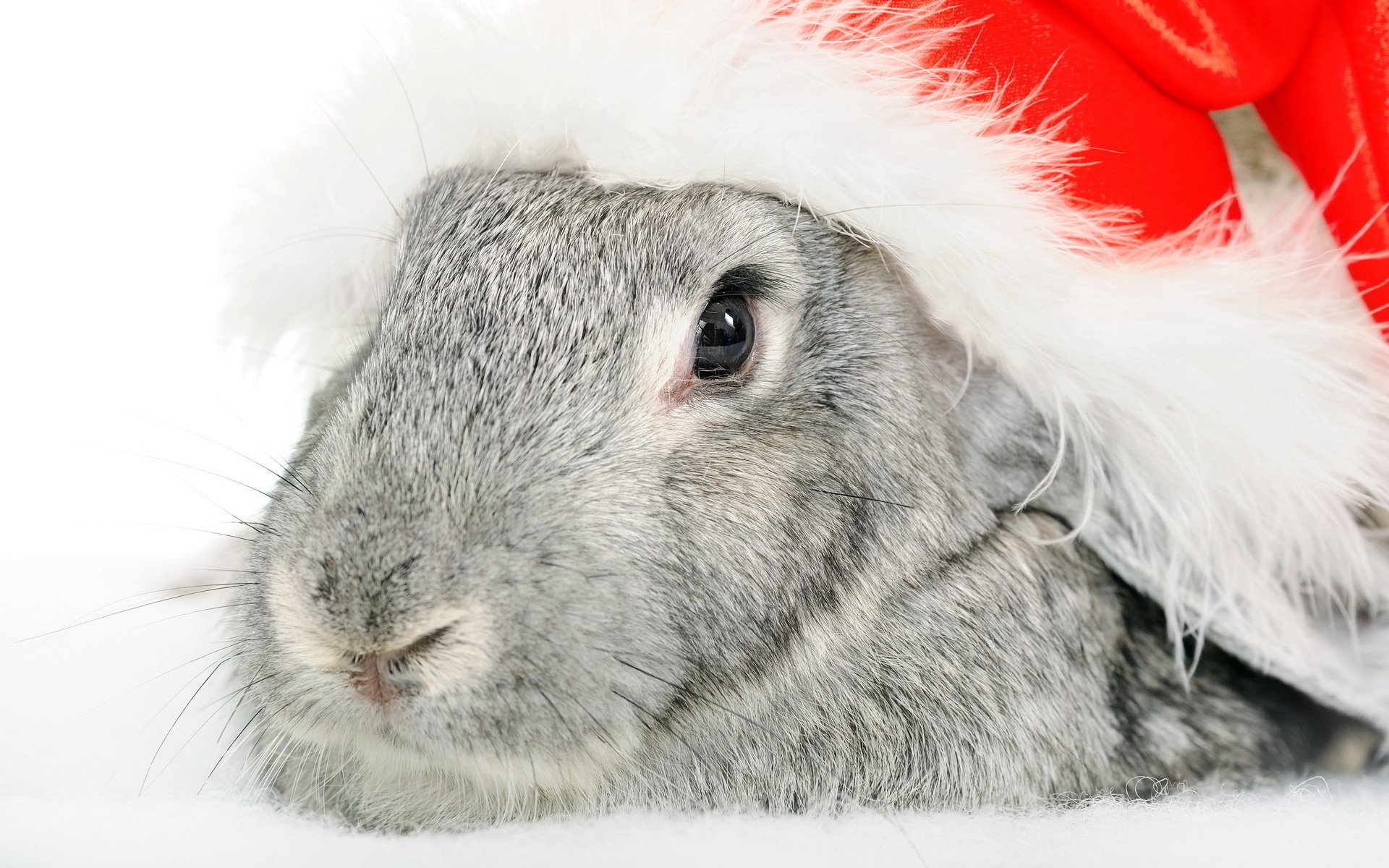 red hat christmas hat pushistik grey coat black eyes look rabbit