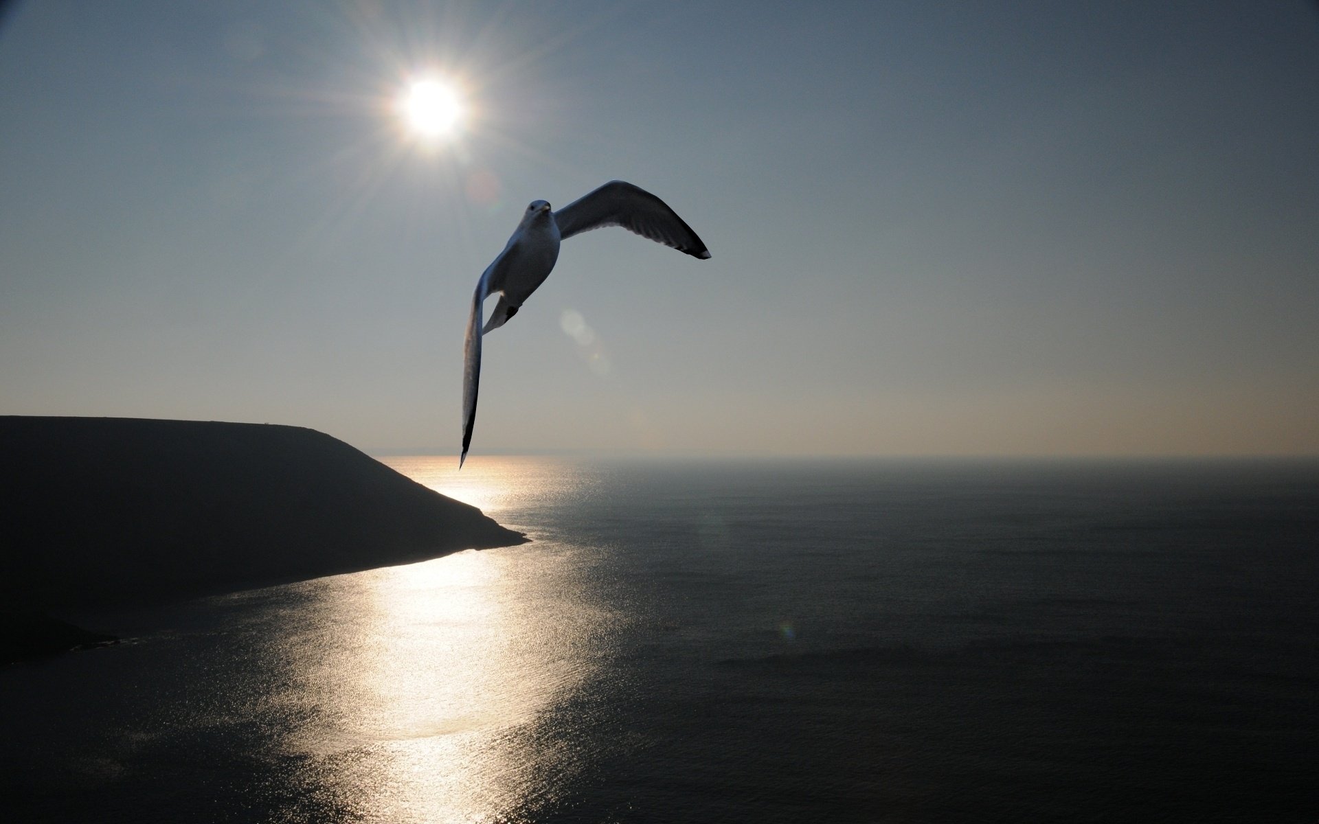 fioritura riva al mare volo gabbiano uccelli uccelli