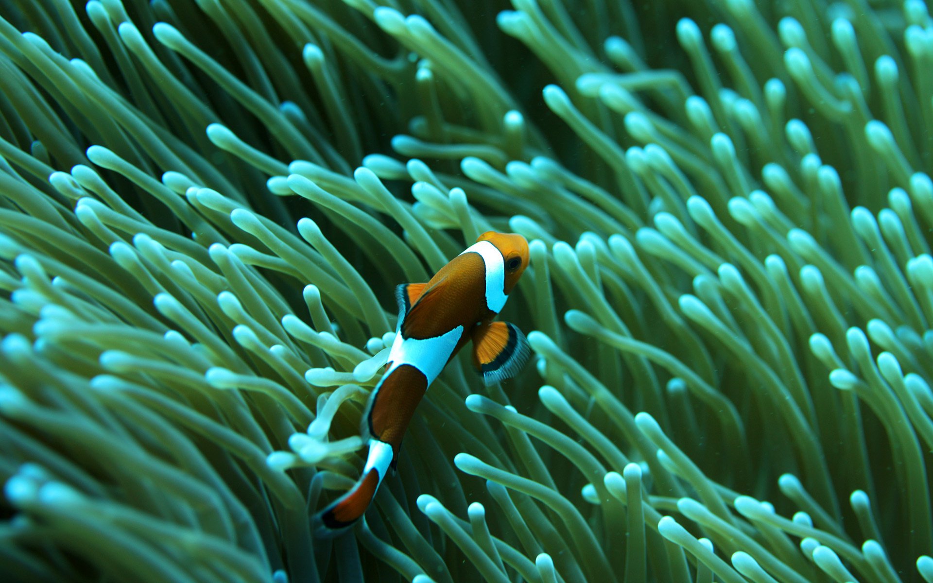 reefs sora fish pinstripes water waterfowl underwater world