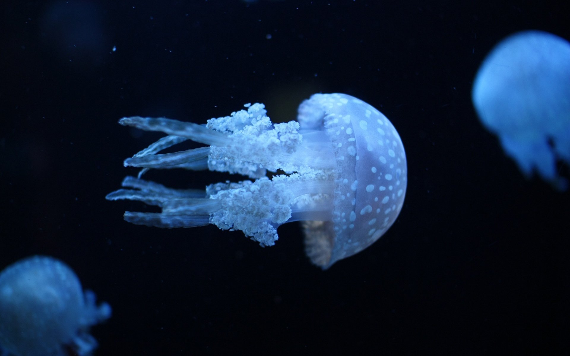 black and purple killer jellyfish jellyfish blue glow waterfowl water black background photo underwater world