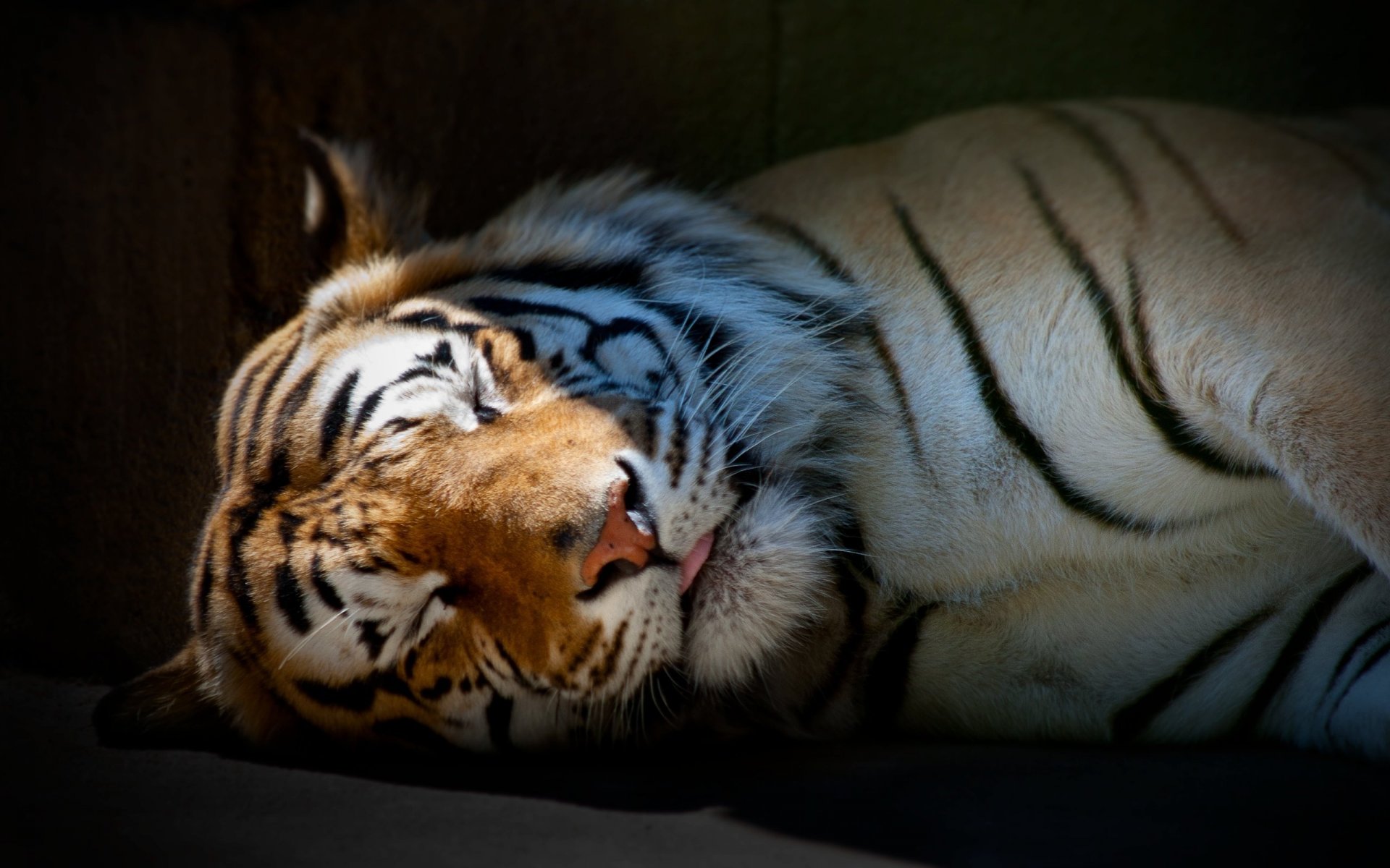 tiger schläft tapete tiere raubtiere schlafen katzen