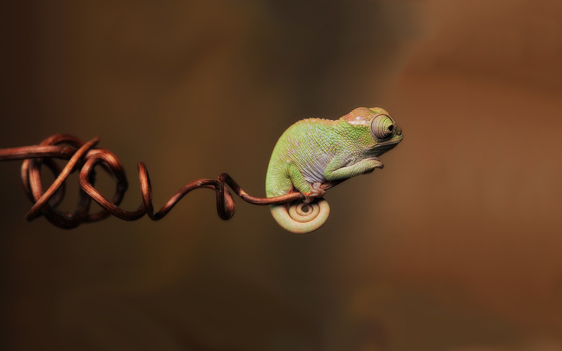 ein grünes wesen ein baum ein chamäleon