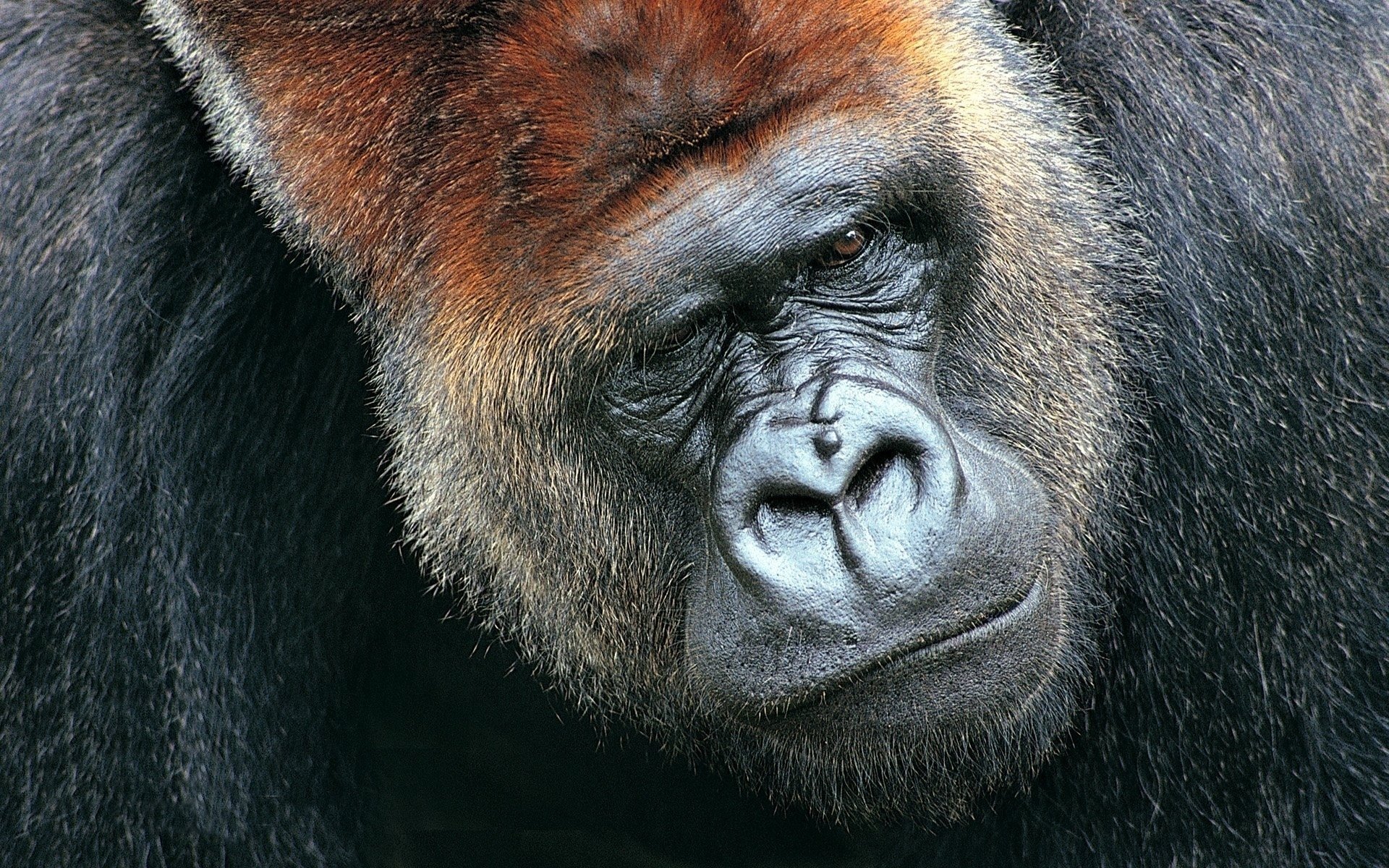 gorilla wolle traurigkeit schnauze riese tier maul blick