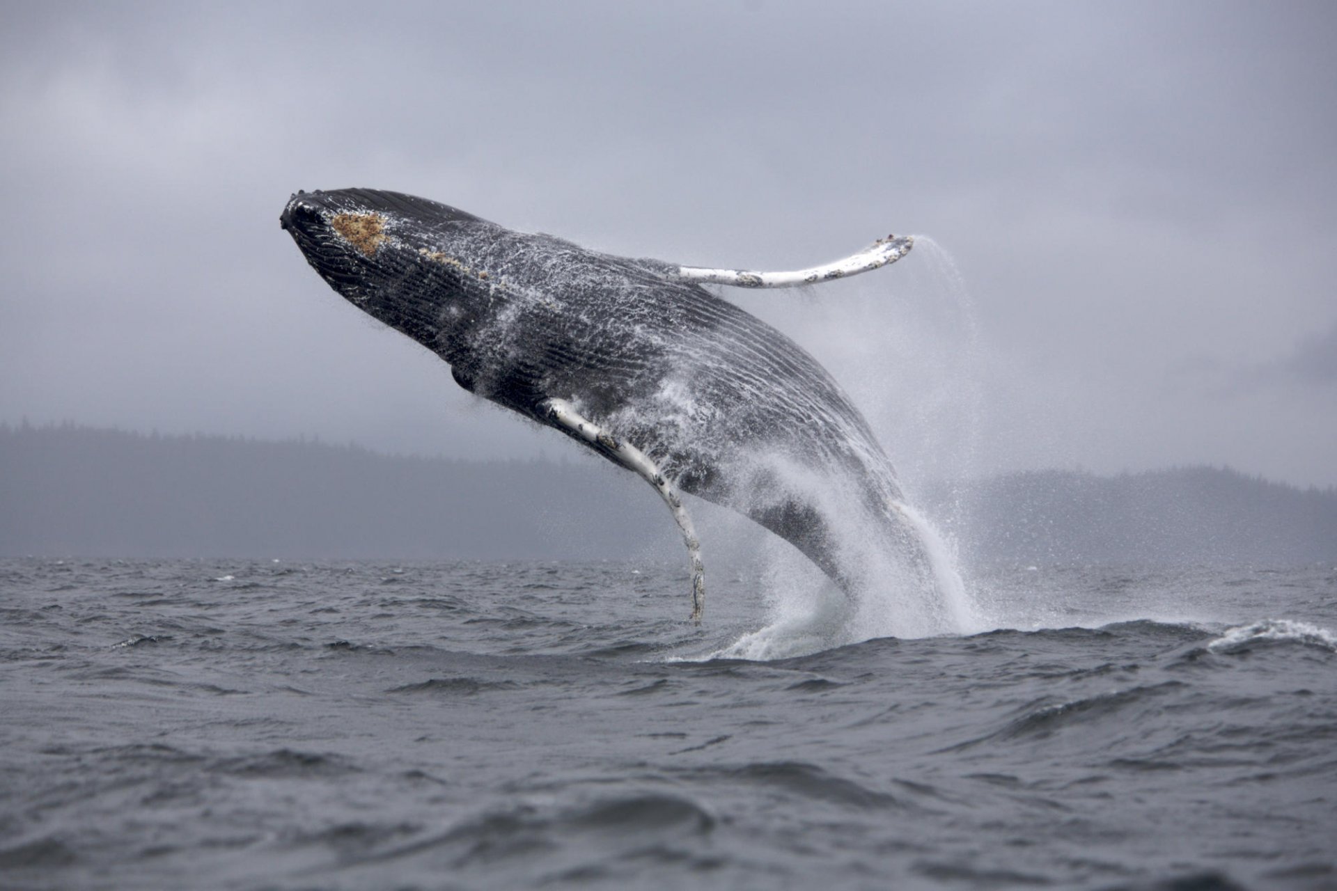 salto ballena espacios marinos aves acuáticas blanco negro mundo submarino