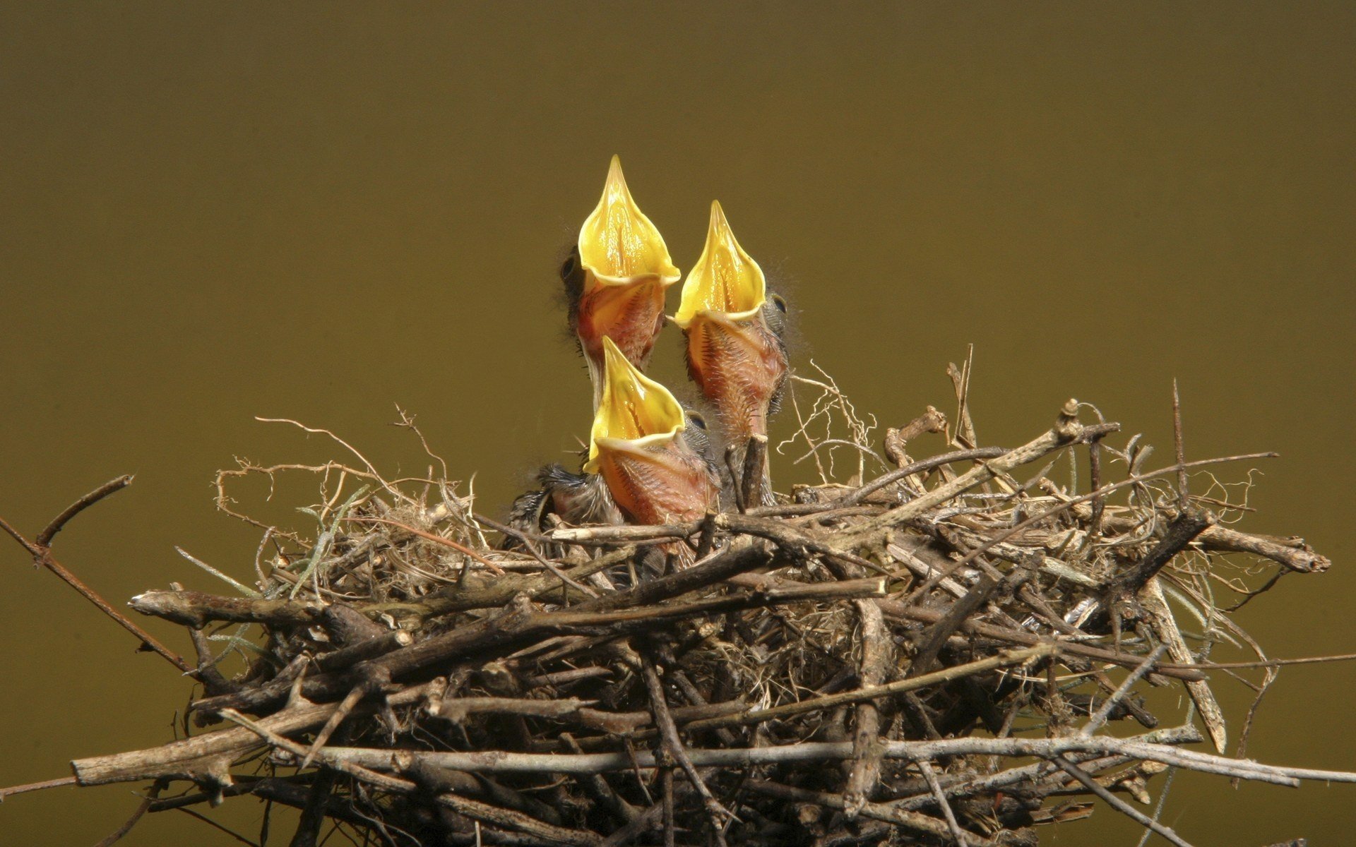 küken schnäbel nest zweige vögel gefiedert