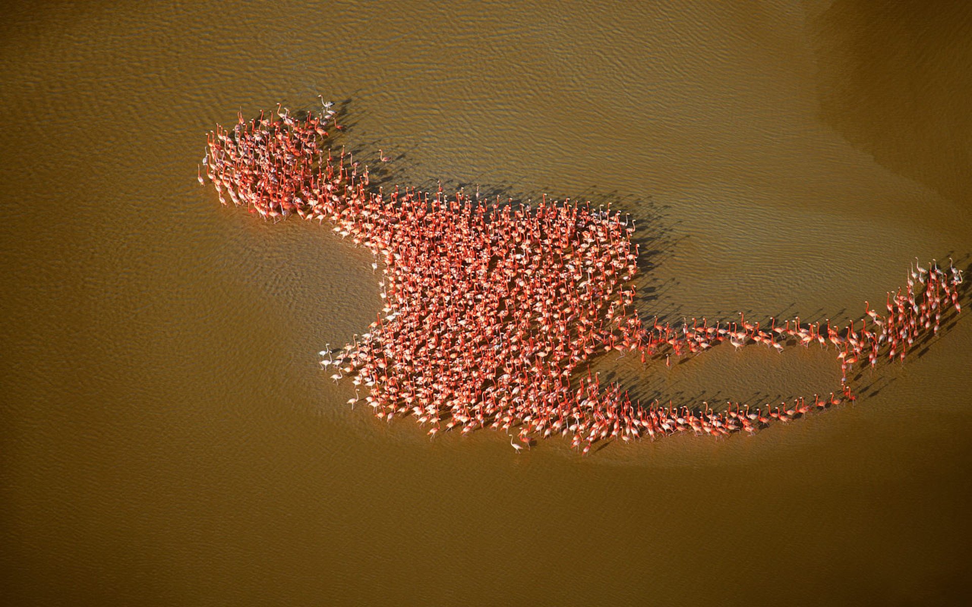 flamingo people collage