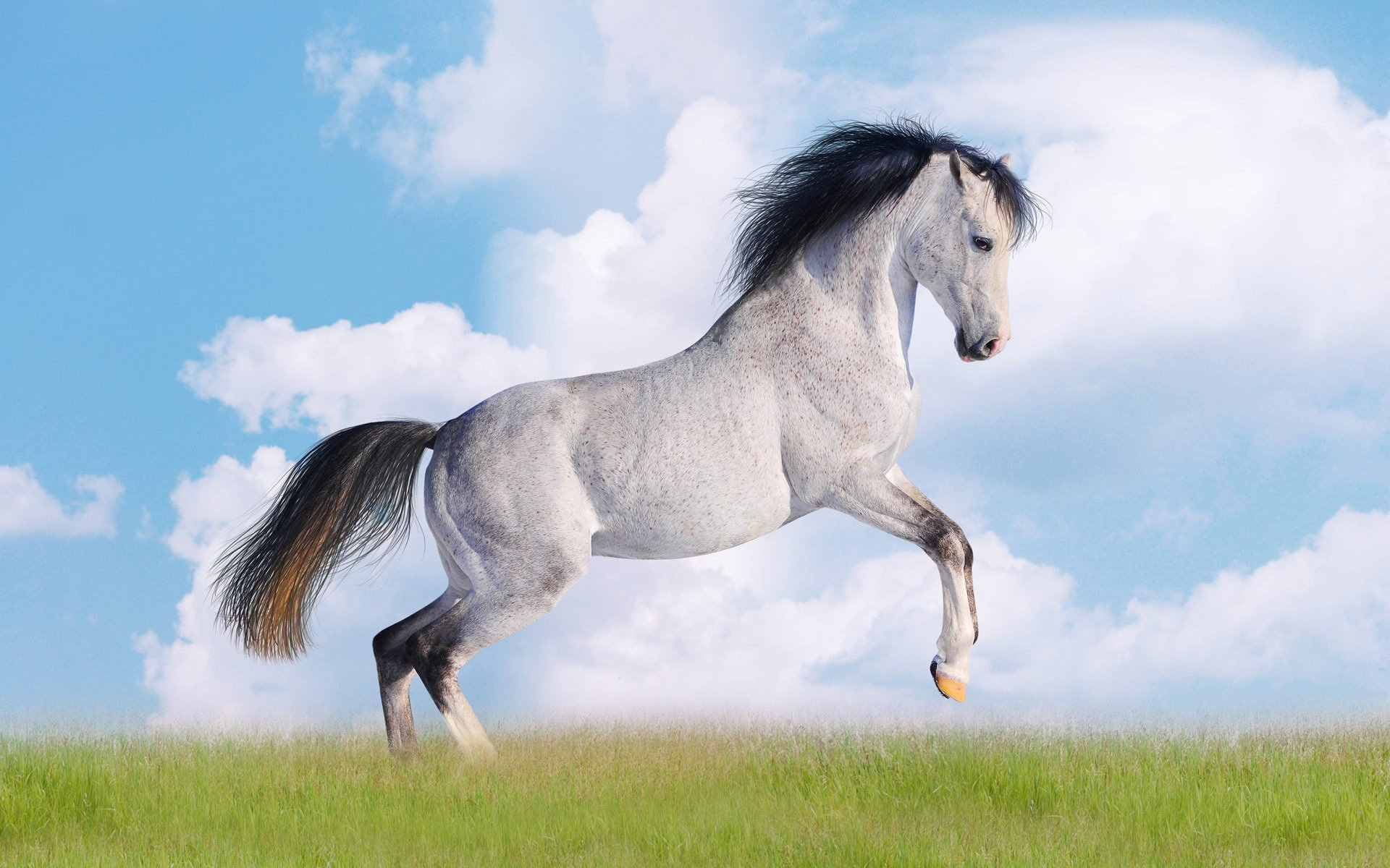 il grano saraceno cavallo bianco criniera nera erba ungulati cielo nuvole forza grigio