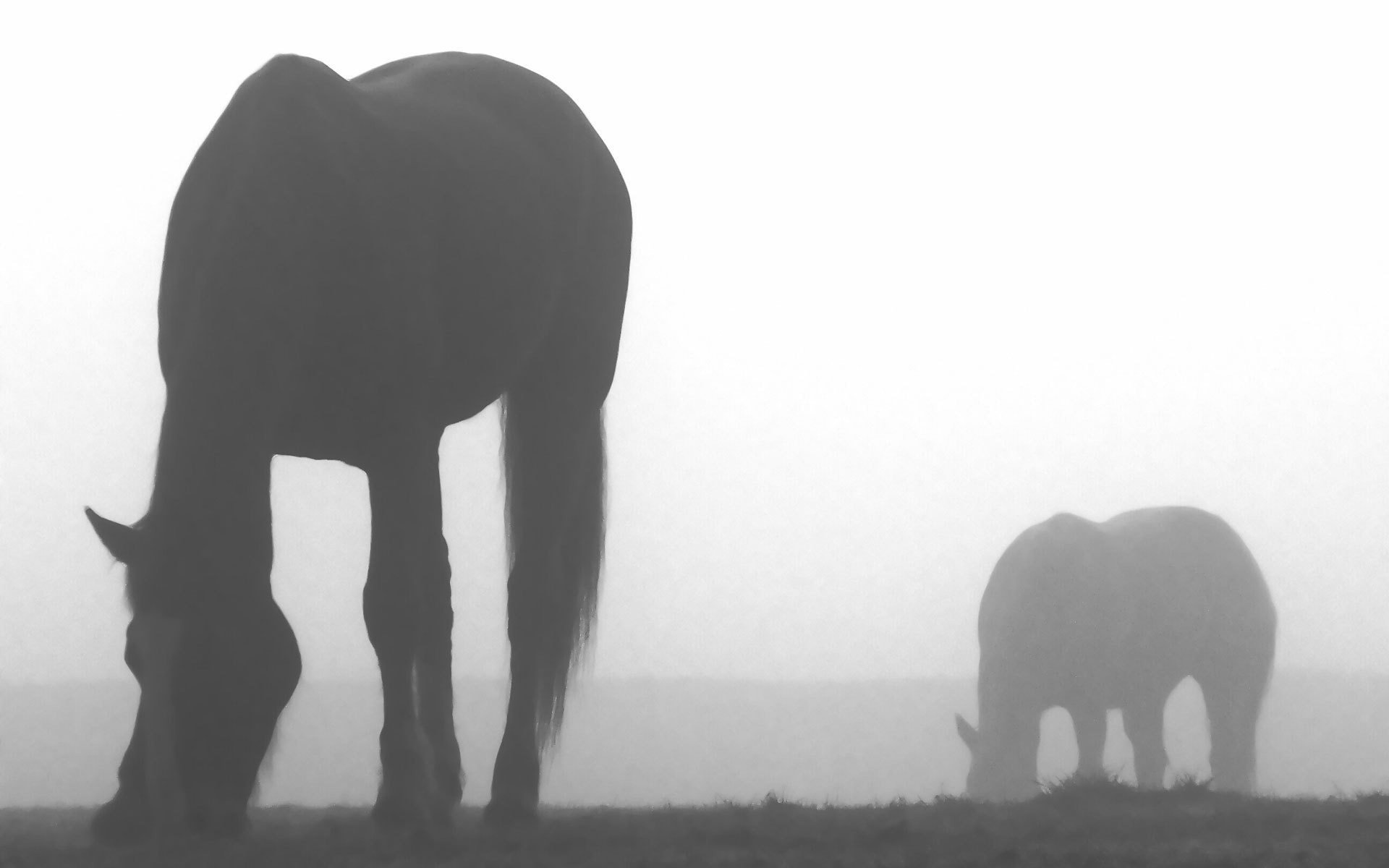 brouillard chevaux gris ombres ongulés terre ciel gris silhouettes noir et blanc