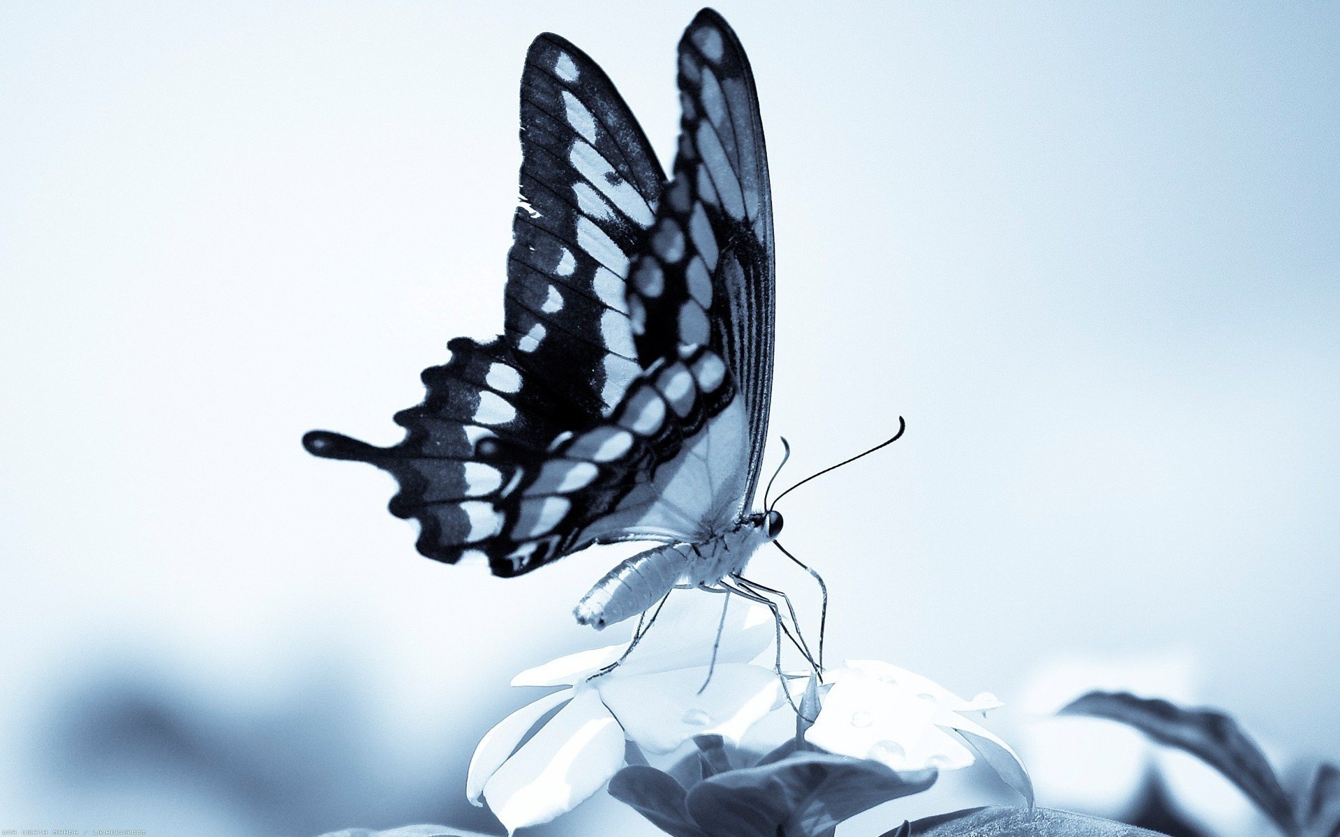 black and white color butterfly legs insects wings white background sailboat