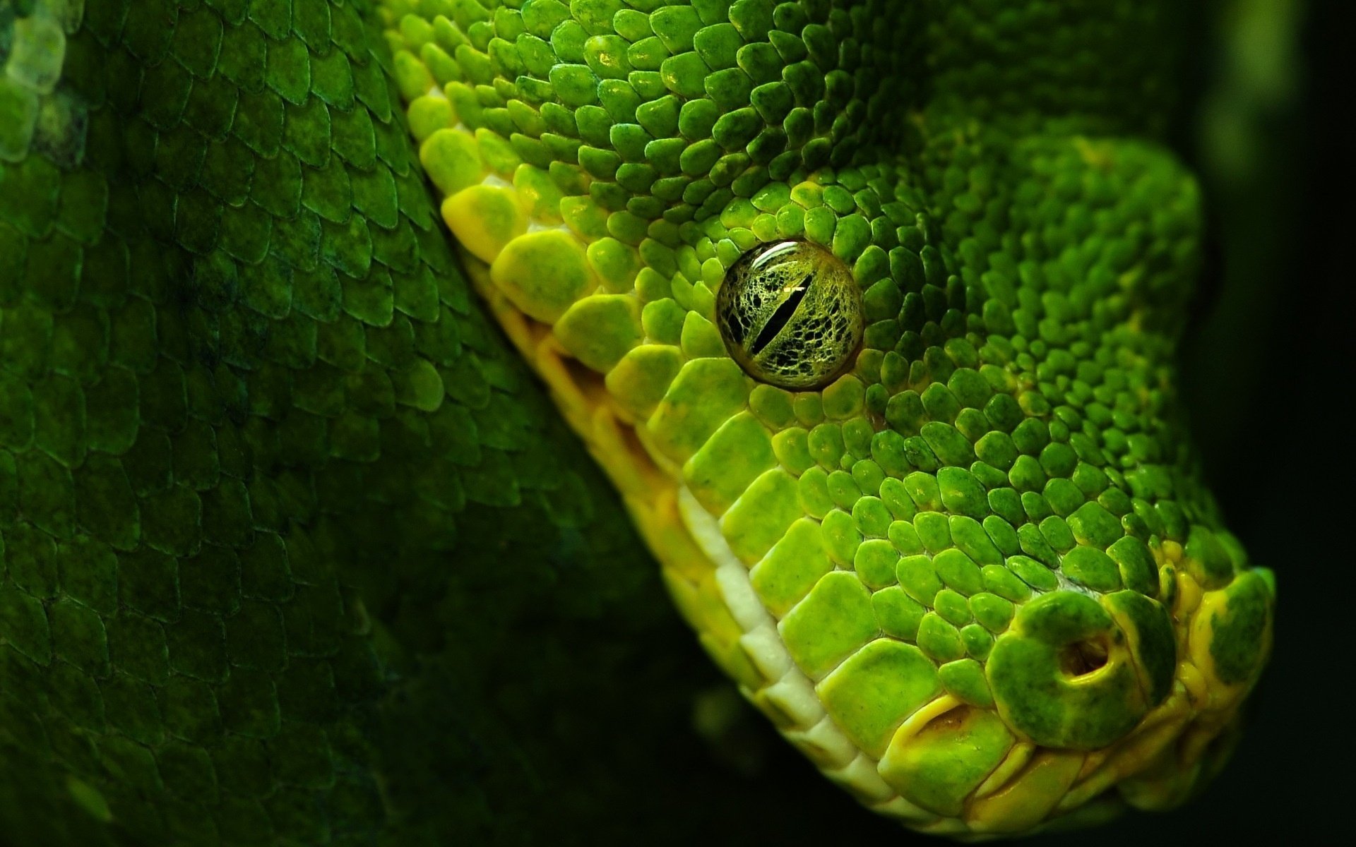 nake green eyes platoni look macro