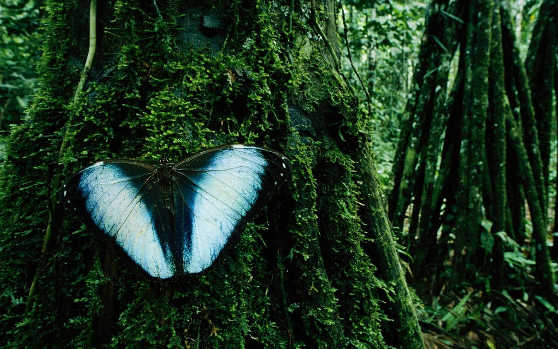 ramas verdes bosque mariposa alas azules insectos