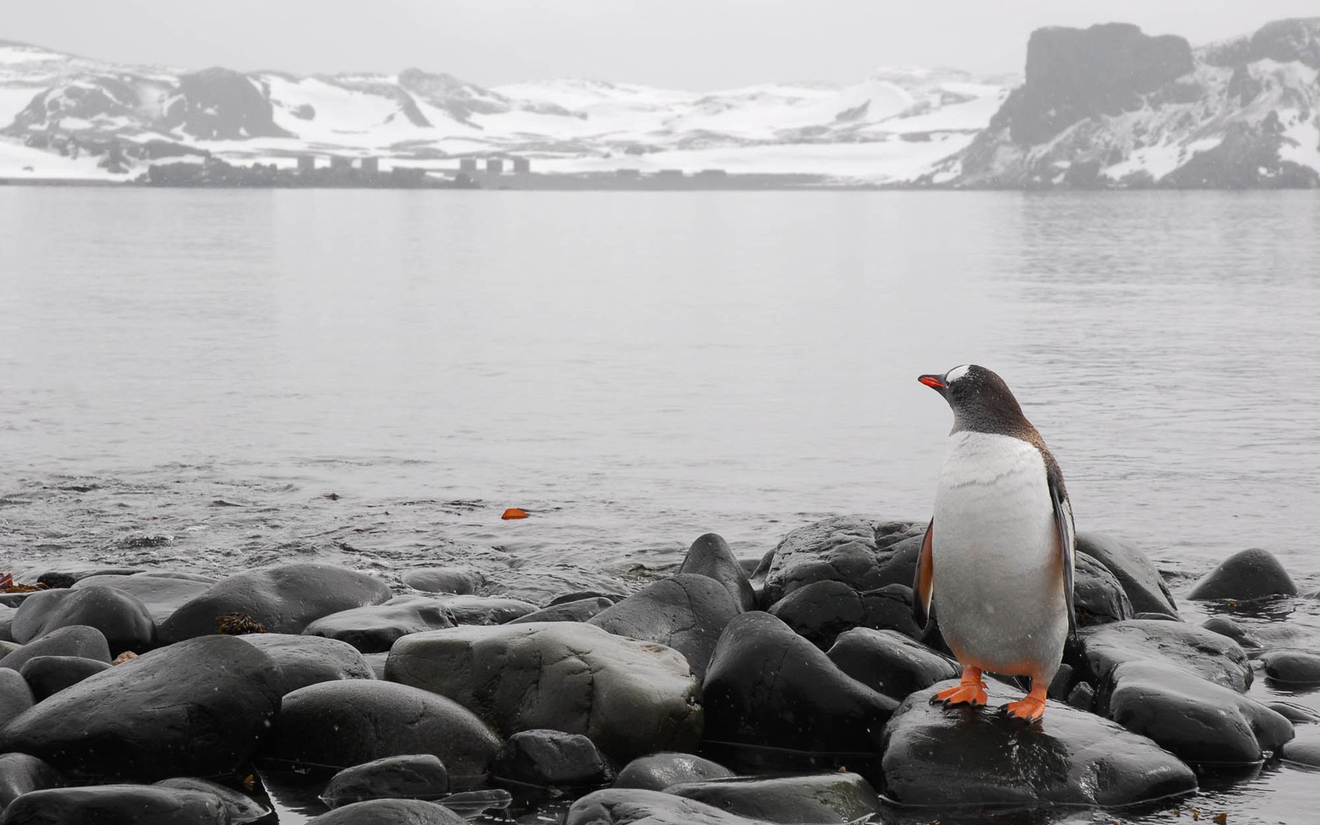 now on the mountain black stones colored paws shore from the sea stones penguin nose wings eyes mountains view cold water leaf winter