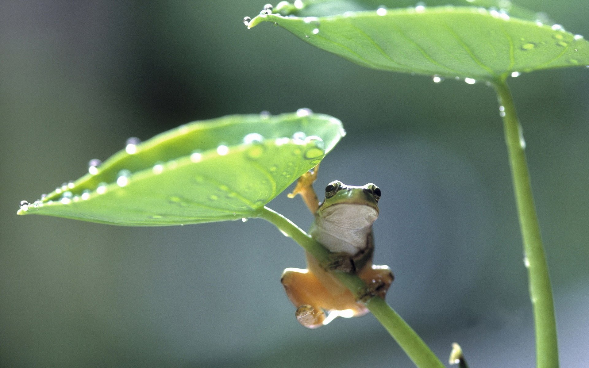 rana inteligente tallos hojas verdes gotas de agua anfibios macro vista