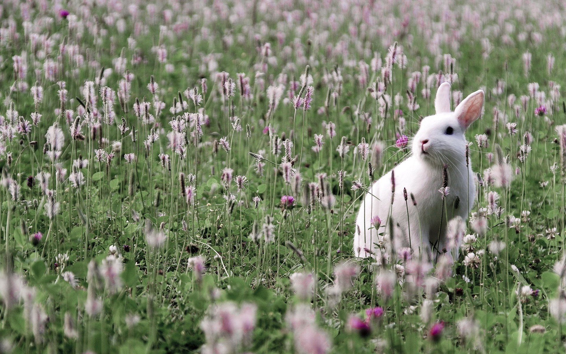 biały króliczek białe uszy pole trawa ziemia spojrzenie