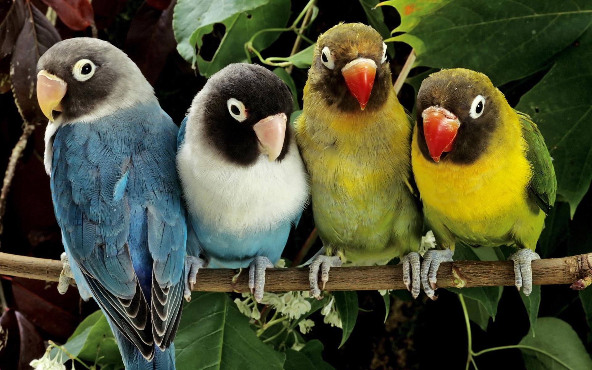 different colors parrots on a branch masked lovebirds cuties birds branch leaves feathers feathered lovebird