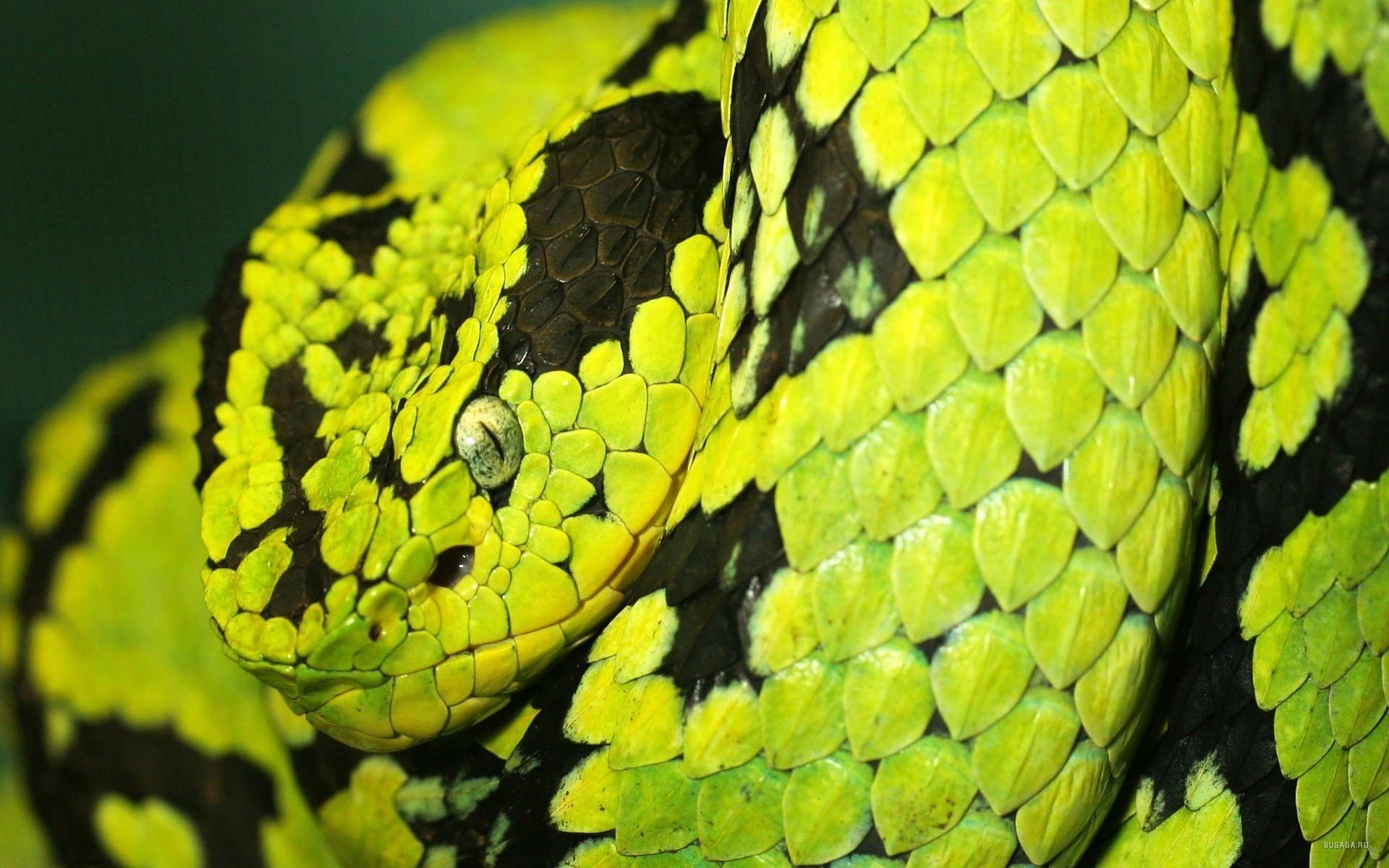 bellezza verde chiaro sguardo spaventoso serpente plazun plazun macro