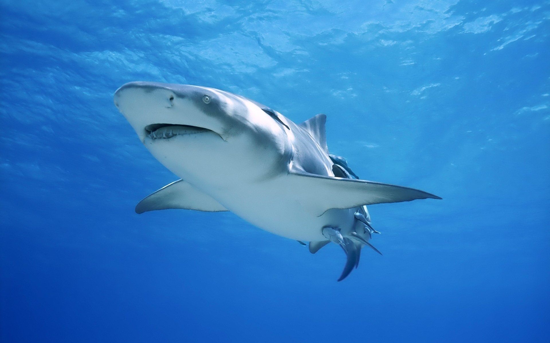 hai wasserflächen raubtier raubtiere wasservögel unterwasserwelt