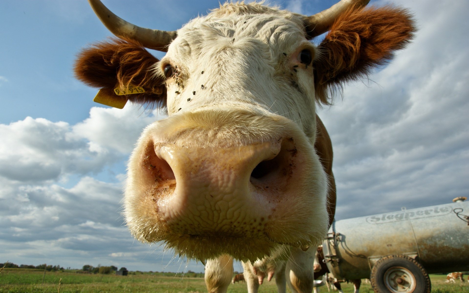 grande taille vache bec cornes oreilles ongulés regard