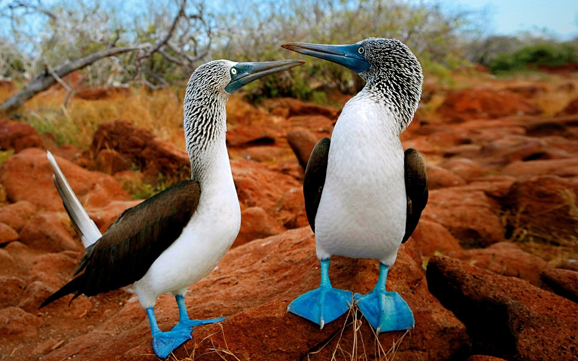 blaue pfoten seltene spezies vögel emotionen tierwelt steine vögel gänse natur wald foto gefiederte