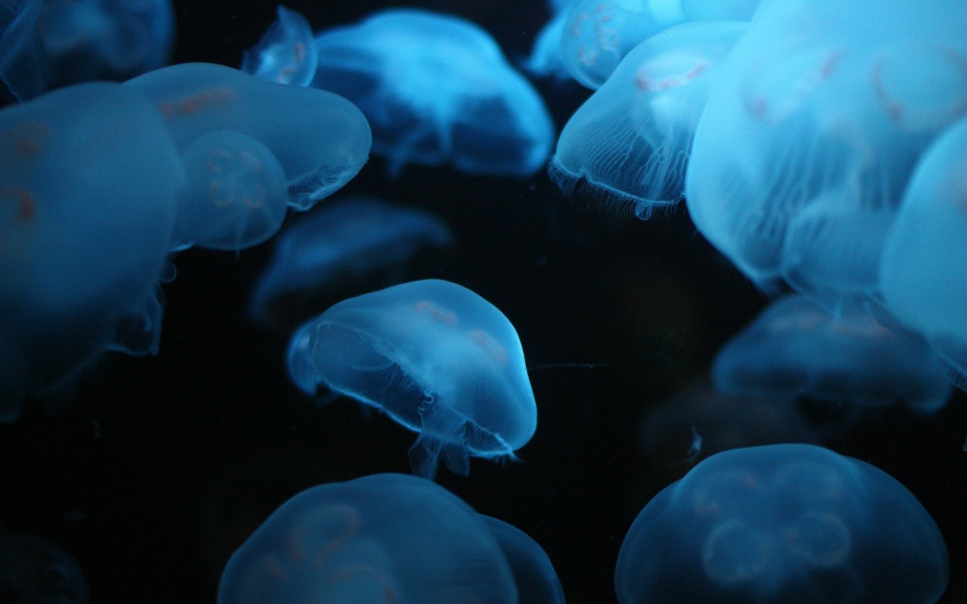 blaues licht quallen ranken rudel wasservögel unterwasserwelt