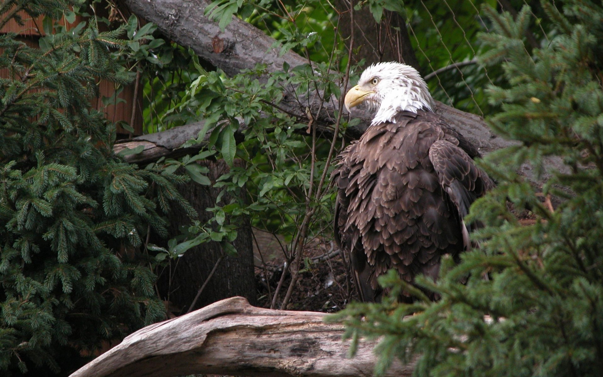 adler tierwelt blätter vögel zweige blick weihnachtsbaum gefiedert