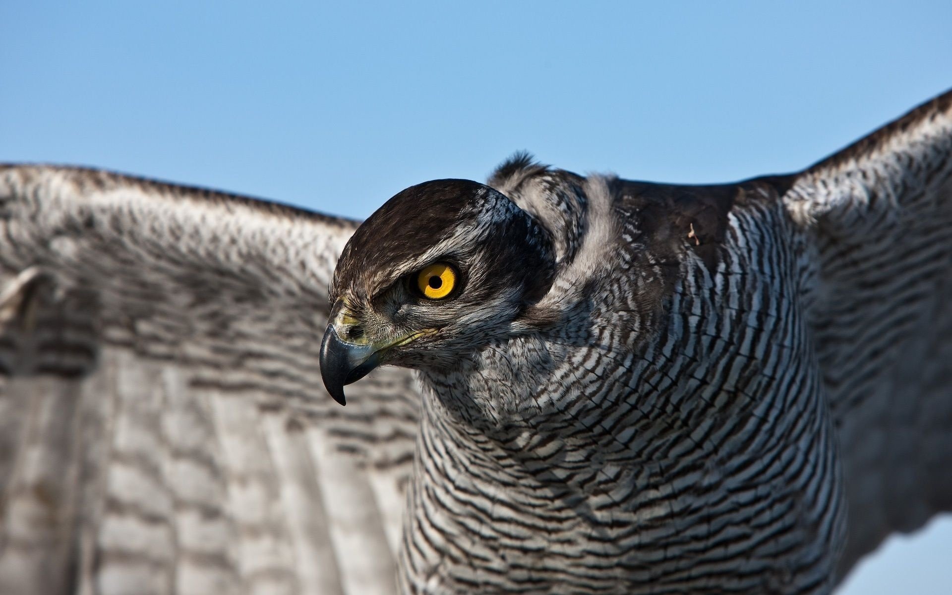 orange eyes bird hawk grey feathers look bird