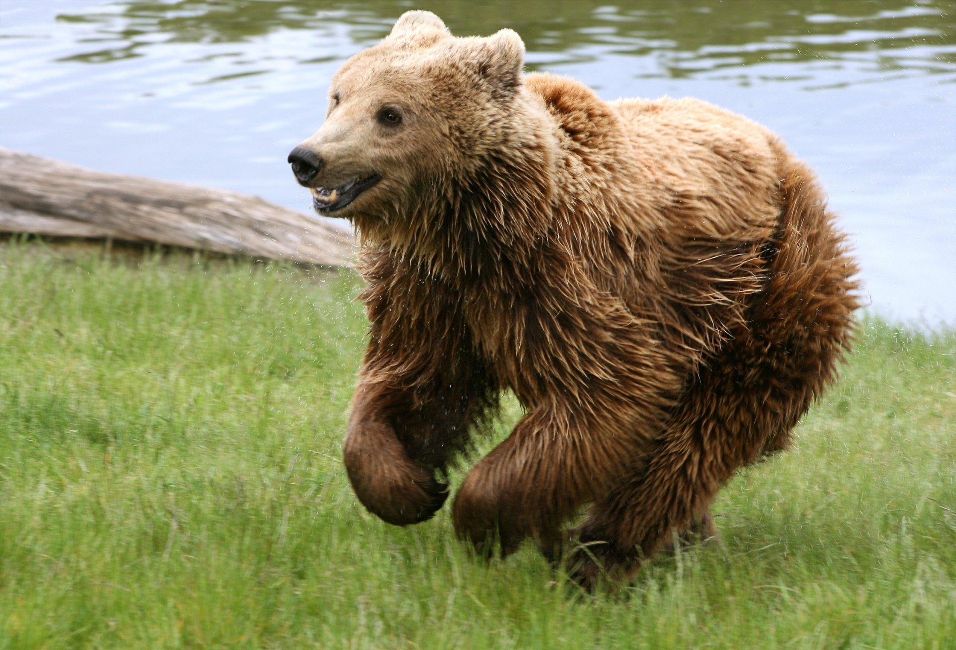 orso erba fiume cappotto marrone animali predatori orsi piede torto