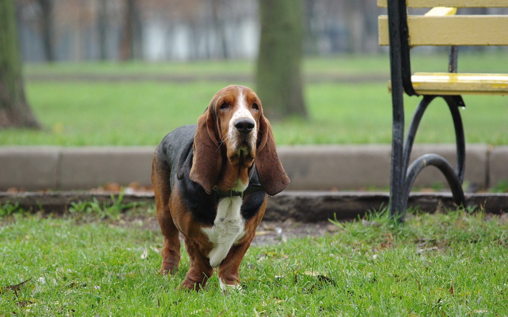 perro hierba paseo basset