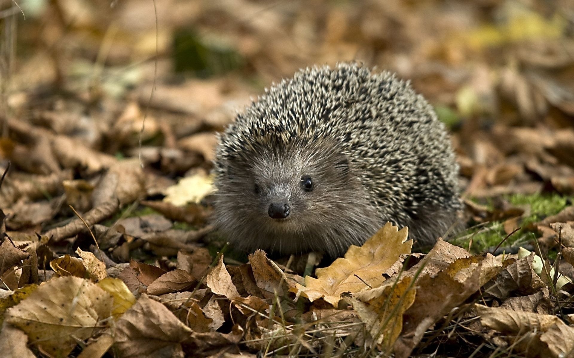 igel grauer pelzmantel laub wald schaut boden herbst zweige blick