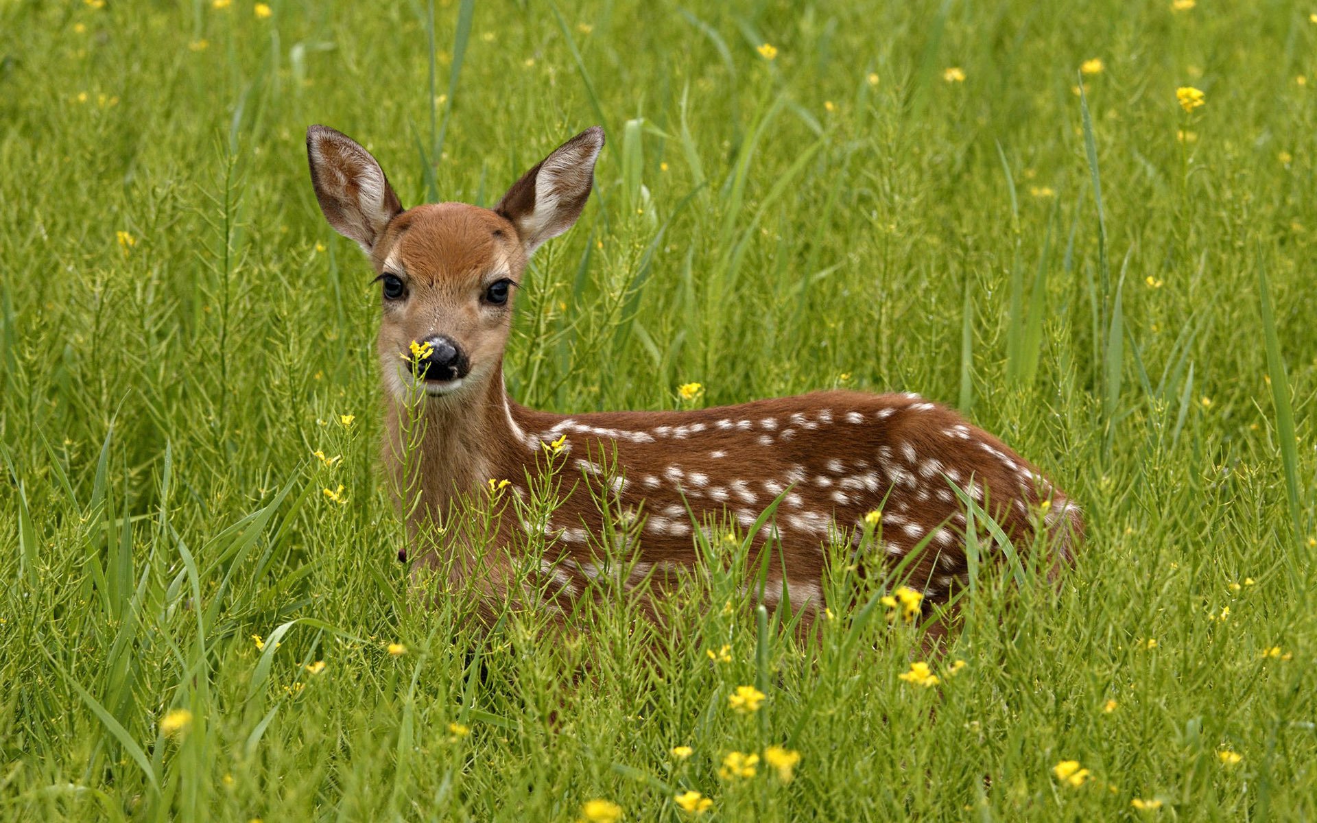 fawn black eyes green grass brown coat ungulates look deer gra