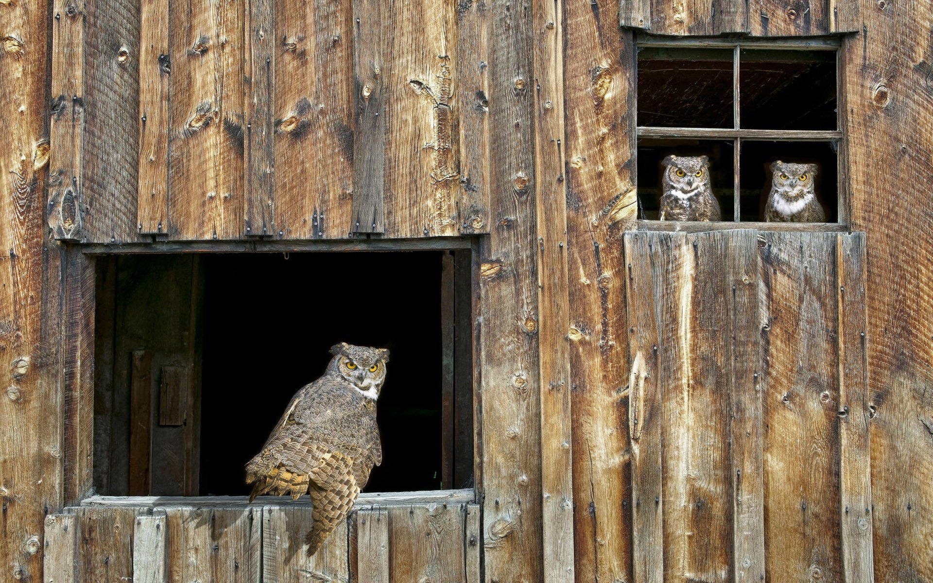 wooden building owls windows birds view barn tree forest bird